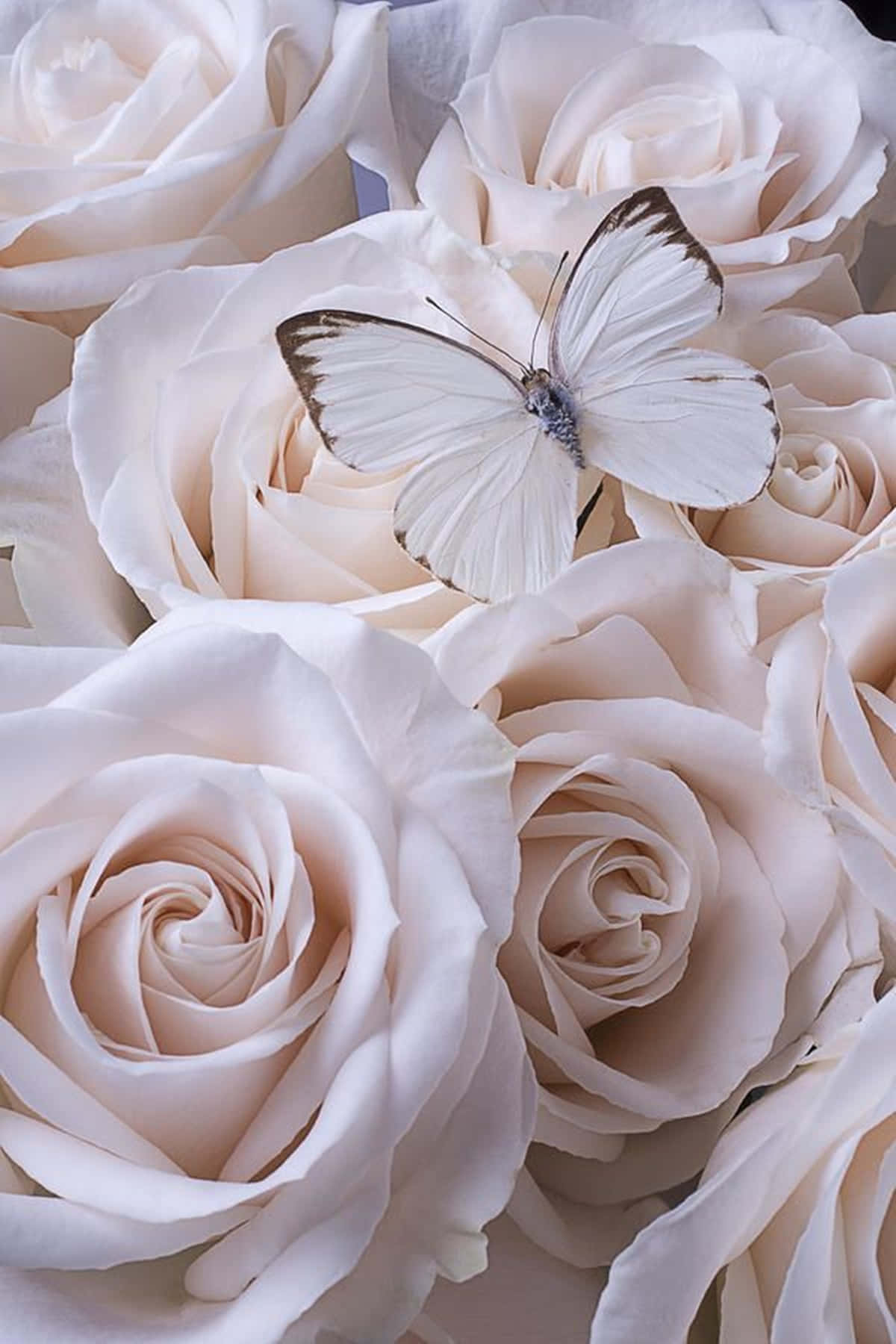 Aesthetic Rose 桌布 壁紙 — 一隻精緻的白色蝴蝶優雅地停在一簇柔和的粉紅玫瑰上，構成近距離的花卉構圖。