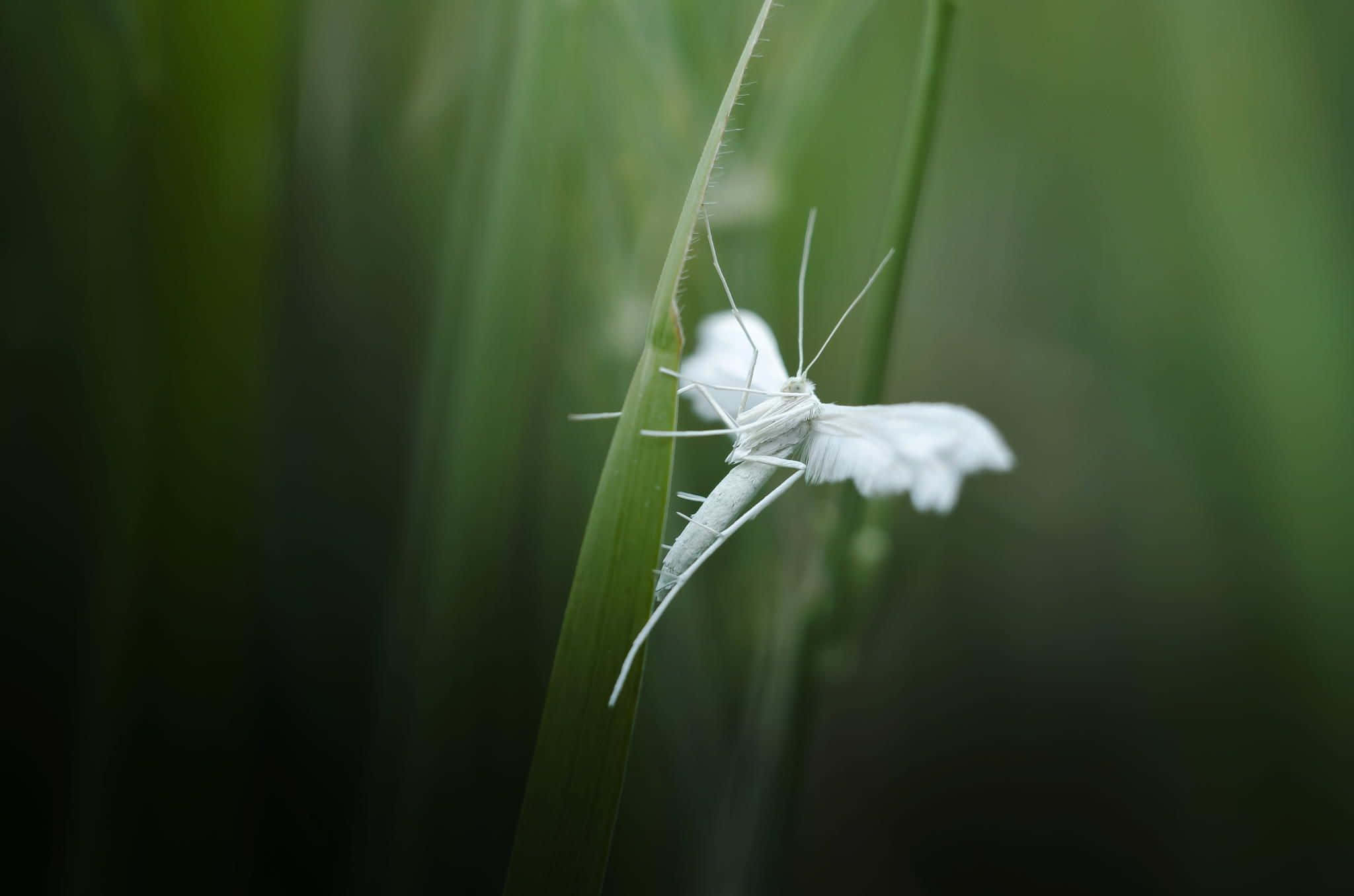 一隻白色飛蛾在自然環境中停留在綠色草葉上。 — 唯美蝴蝶動圖 壁紙