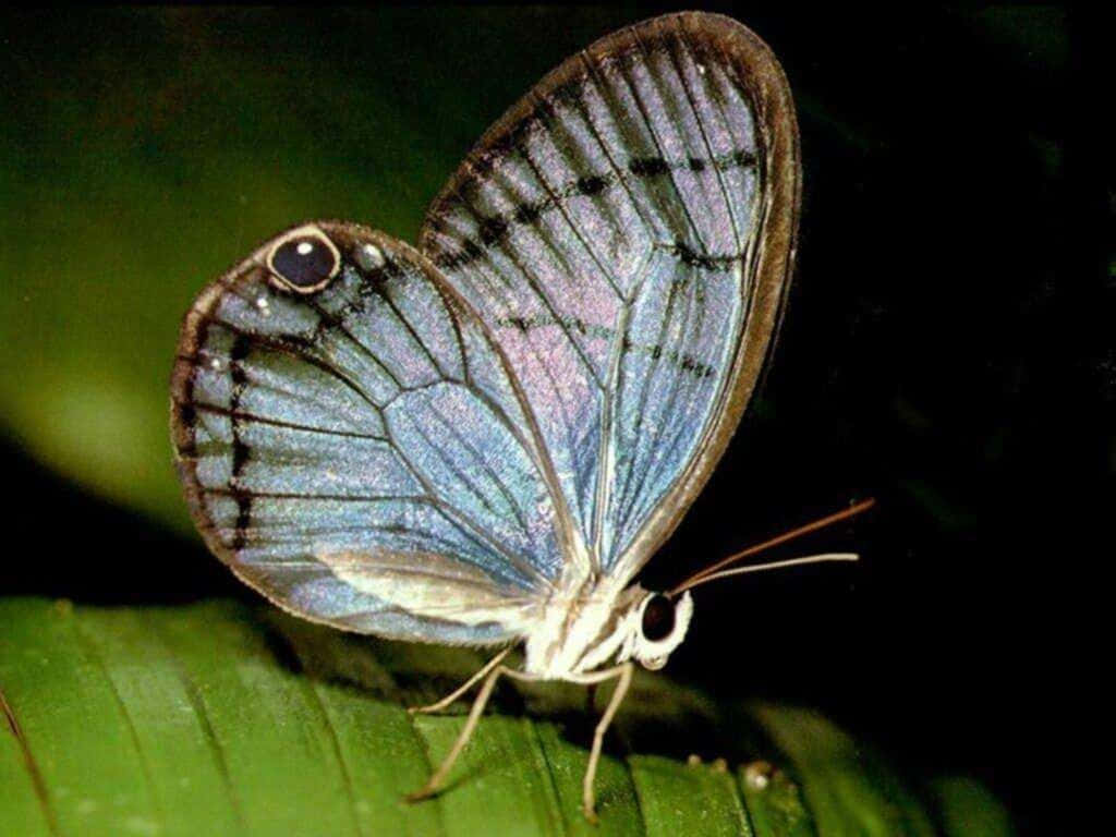 Butterfly Zoo 桌布 壁紙 — 一隻精緻的藍色蝴蝶，帶有複雜的黑色翅脈，棲息在一片鮮綠的葉子上，背景是模糊的深色。