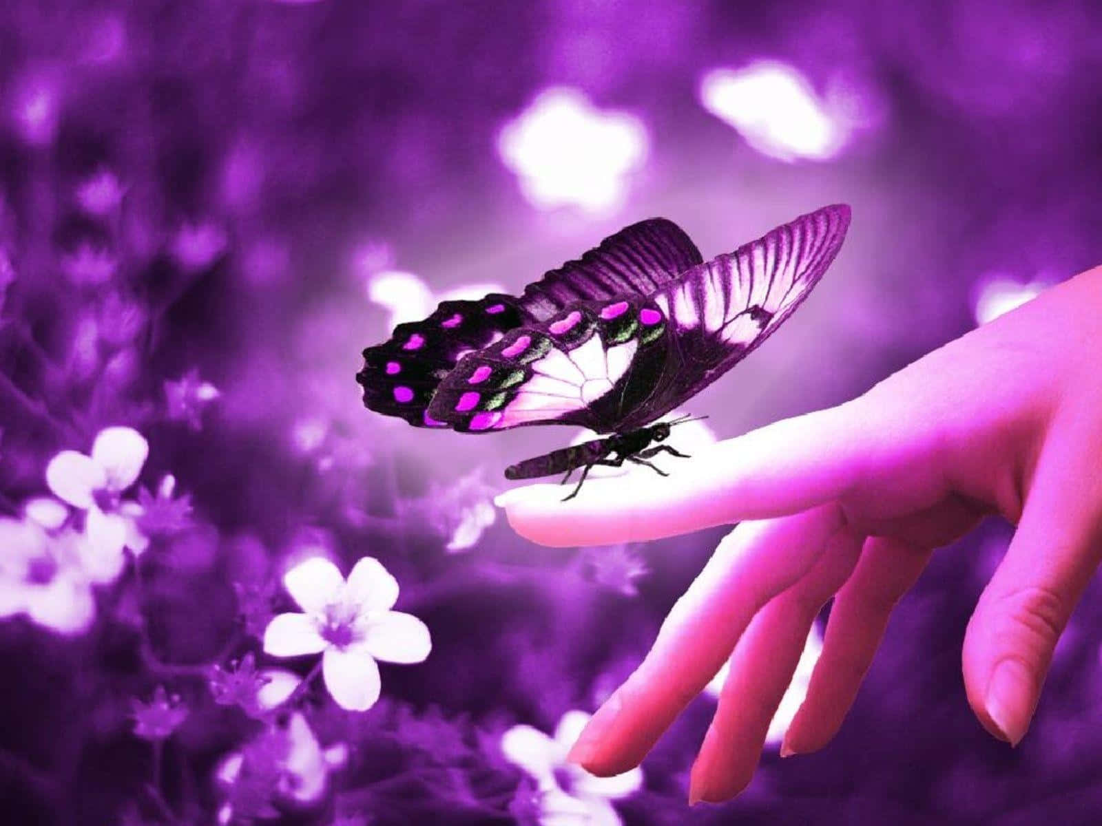 Butterfly Photography 桌布 壁紙 — 一隻精緻的黑色和紫色蝴蝶輕輕地停在人手上，背景是夢幻的紫色花卉。