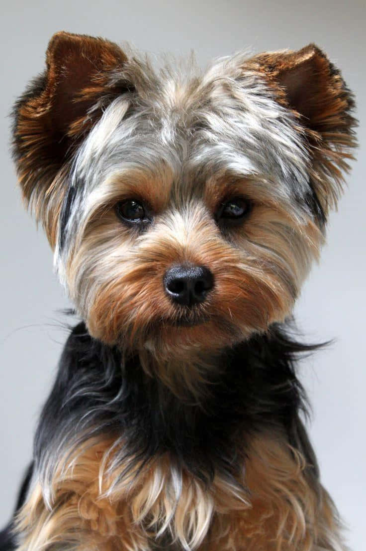 yorkie 桌布 壁紙 — 一隻約克夏㹴嘅特寫肖像，有蓬鬆嘅棕褐色同黑色毛髮，同明亮嘅黑色眼睛，背景係純灰色。
