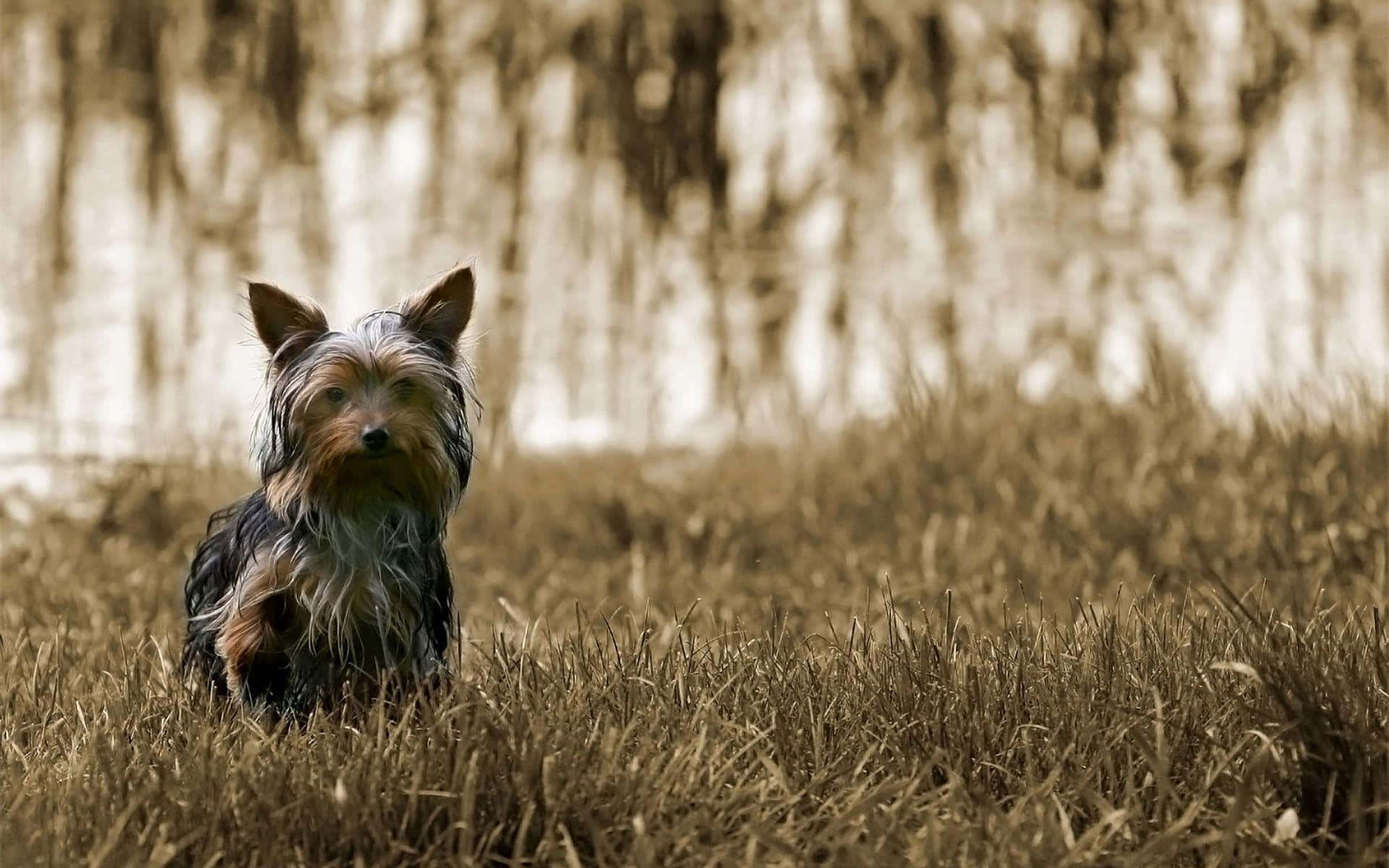 yorkie 桌布 壁紙 — 一隻約克夏㹴在溫暖的懷舊色調下，警覺地坐在高高的草叢中，背景是模糊的樹木。