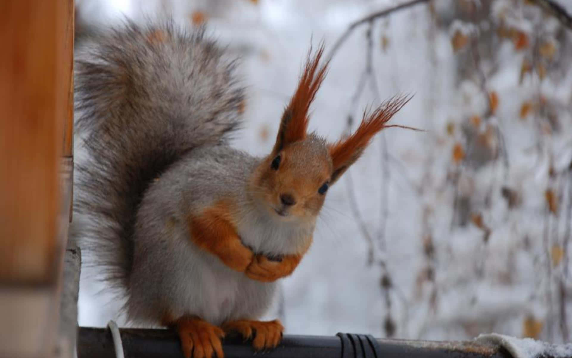 Winter Animal 桌布 壁紙 — 一隻紅松鼠，擁有蓬鬆的灰色尾巴和明亮的橙色耳朵，棲息在白雪覆蓋的欄杆上，背景是冬日景色。