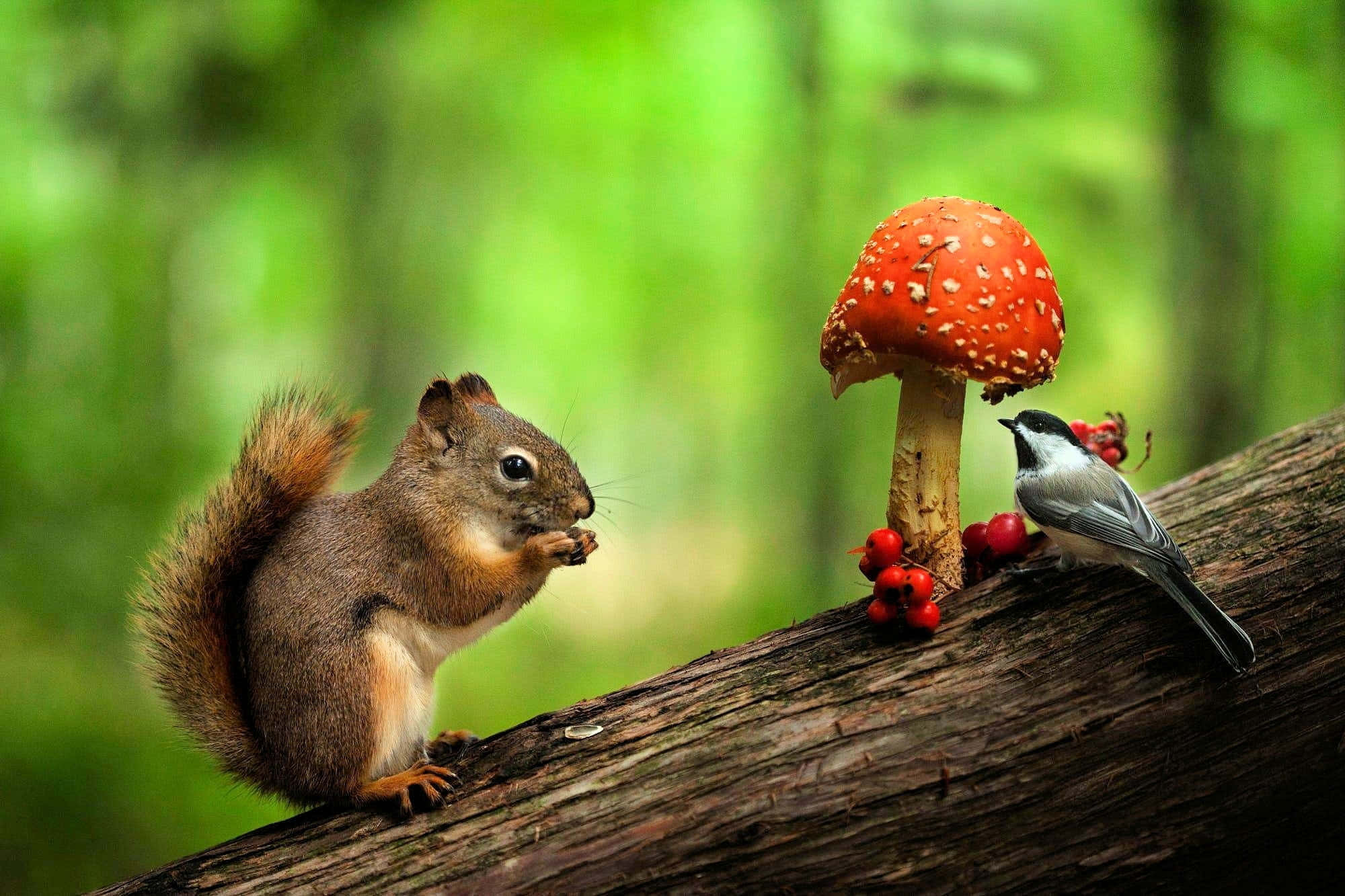 Kawaii Mushroom 桌布 壁紙 — 一隻紅松鼠喫著堅果，旁邊有一朵鮮紅色的蘑菇，一隻小鳥棲息在附近長滿苔蘚的木頭上，周圍是茂密的綠色森林。