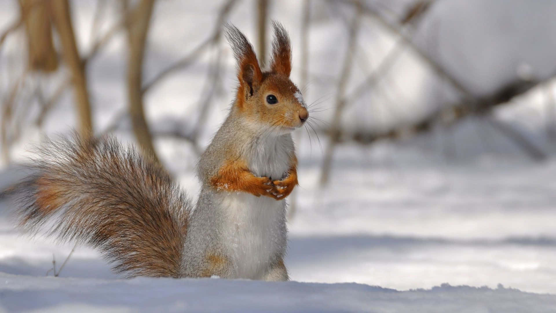 Winter Animal 桌布 壁紙 — 一隻紅松鼠在深雪中警覺地站著，用爪子抱著堅果，背景是光禿禿的冬季樹枝。