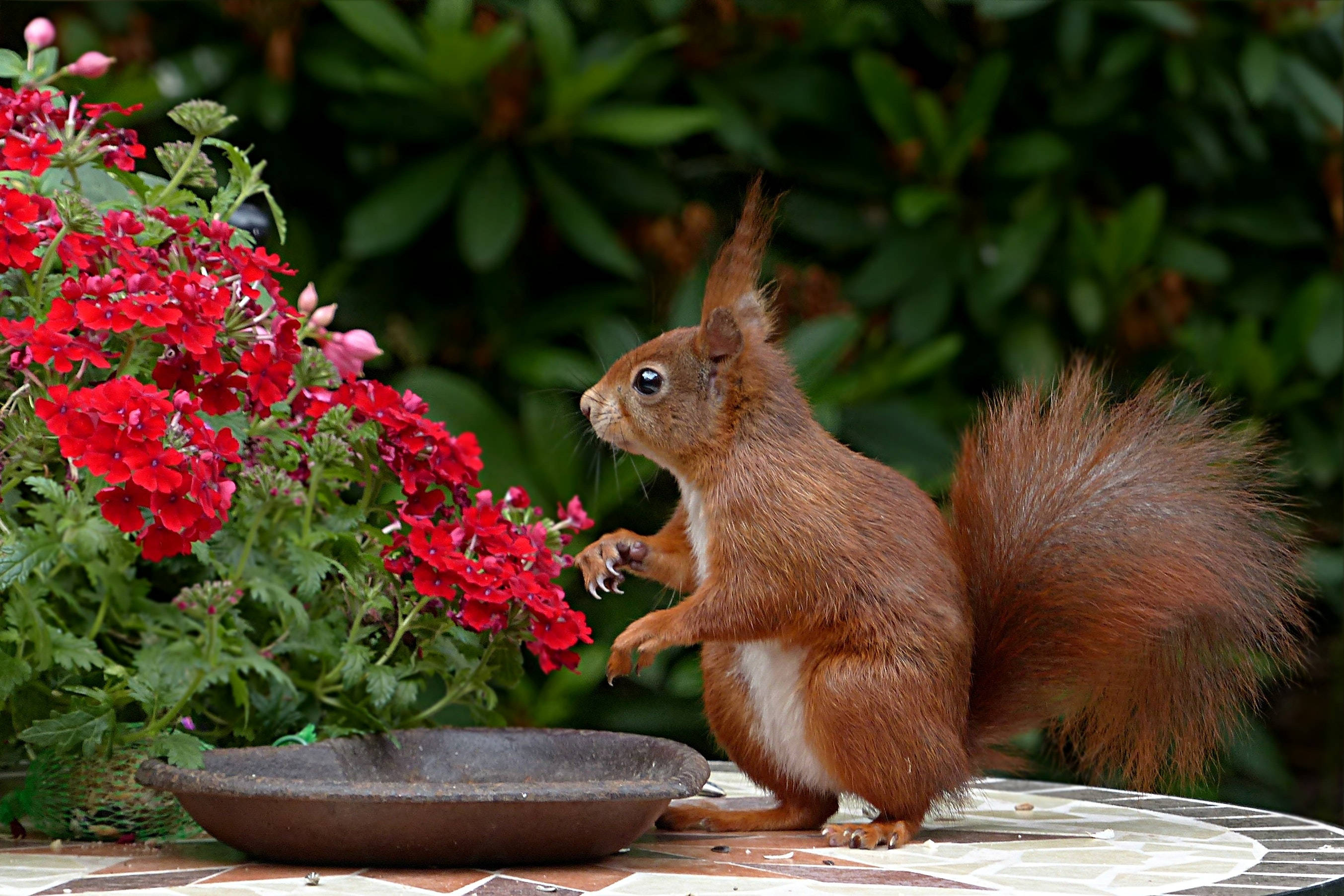 Squirrel 桌布 壁紙 — 一隻紅松鼠警覺地站在瓷磚露台上，旁邊有一個碗和鮮豔的紅花，背後是茂密的綠葉。