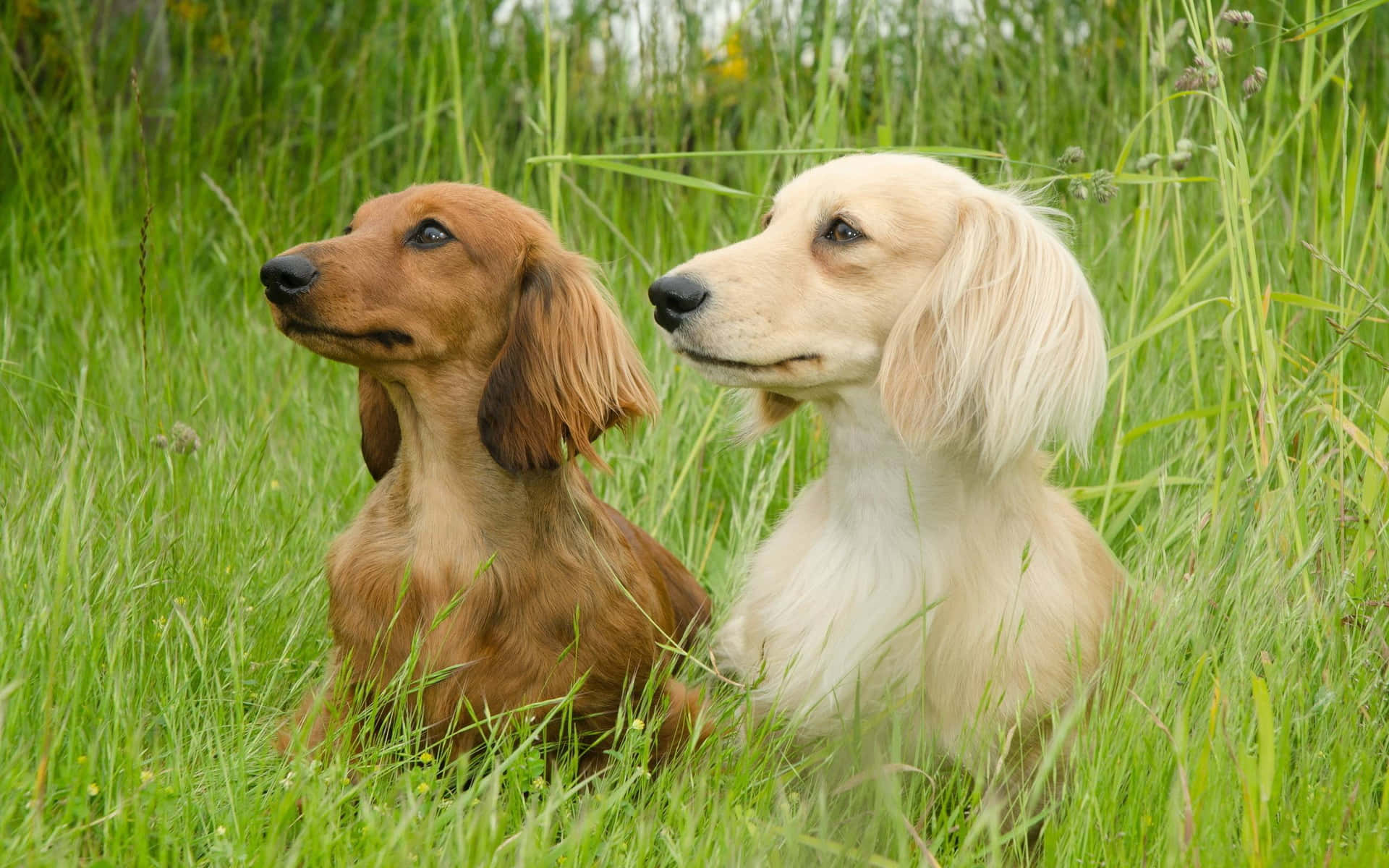 兩隻臘腸犬坐在高高的草叢中向前看