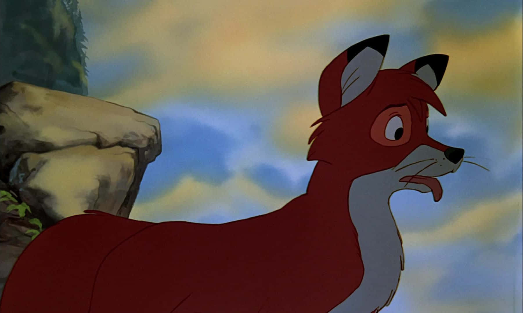 the fox and the hound 桌布 壁紙 — 一隻紅狐，白色胸部，黑色尖耳，在陰天背景下，岩石旁警覺地站立。