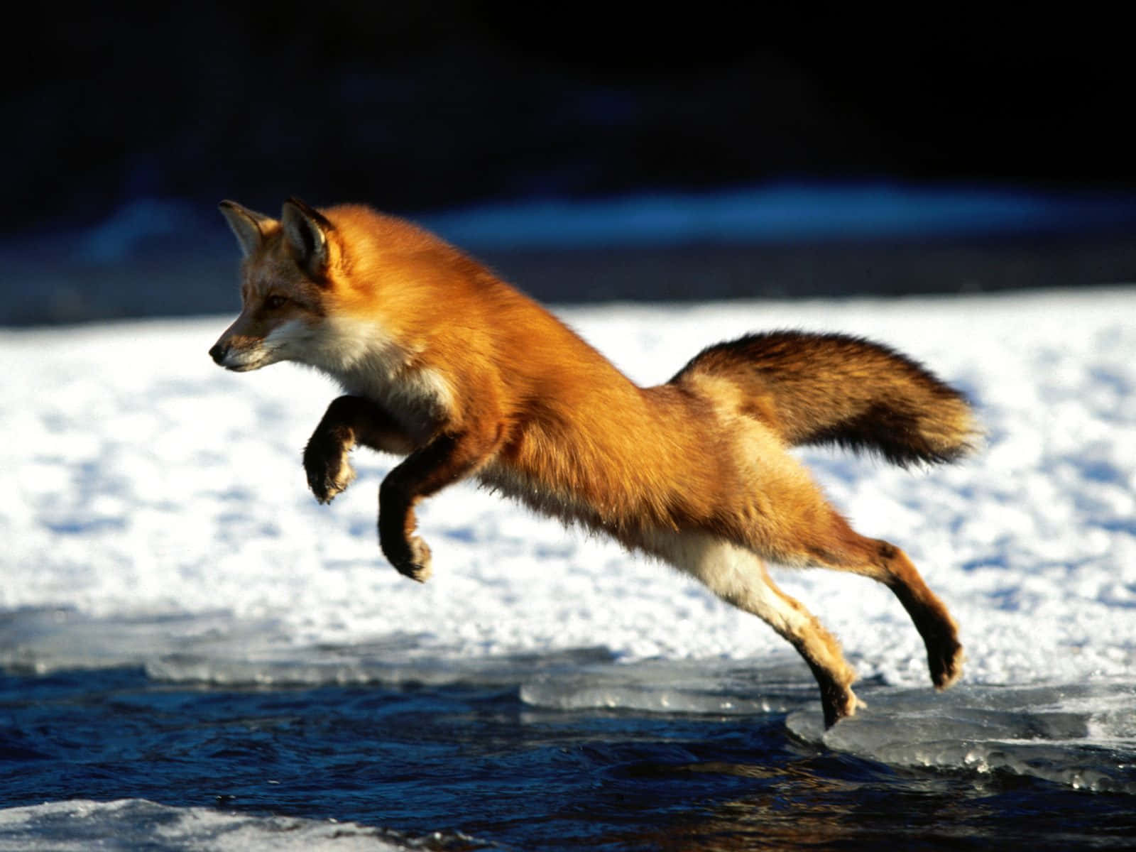 Brown Fox 桌布 壁紙 — 一隻紅狐在明亮的陽光下，優雅地躍過冰冷的水面，背景是雪景。