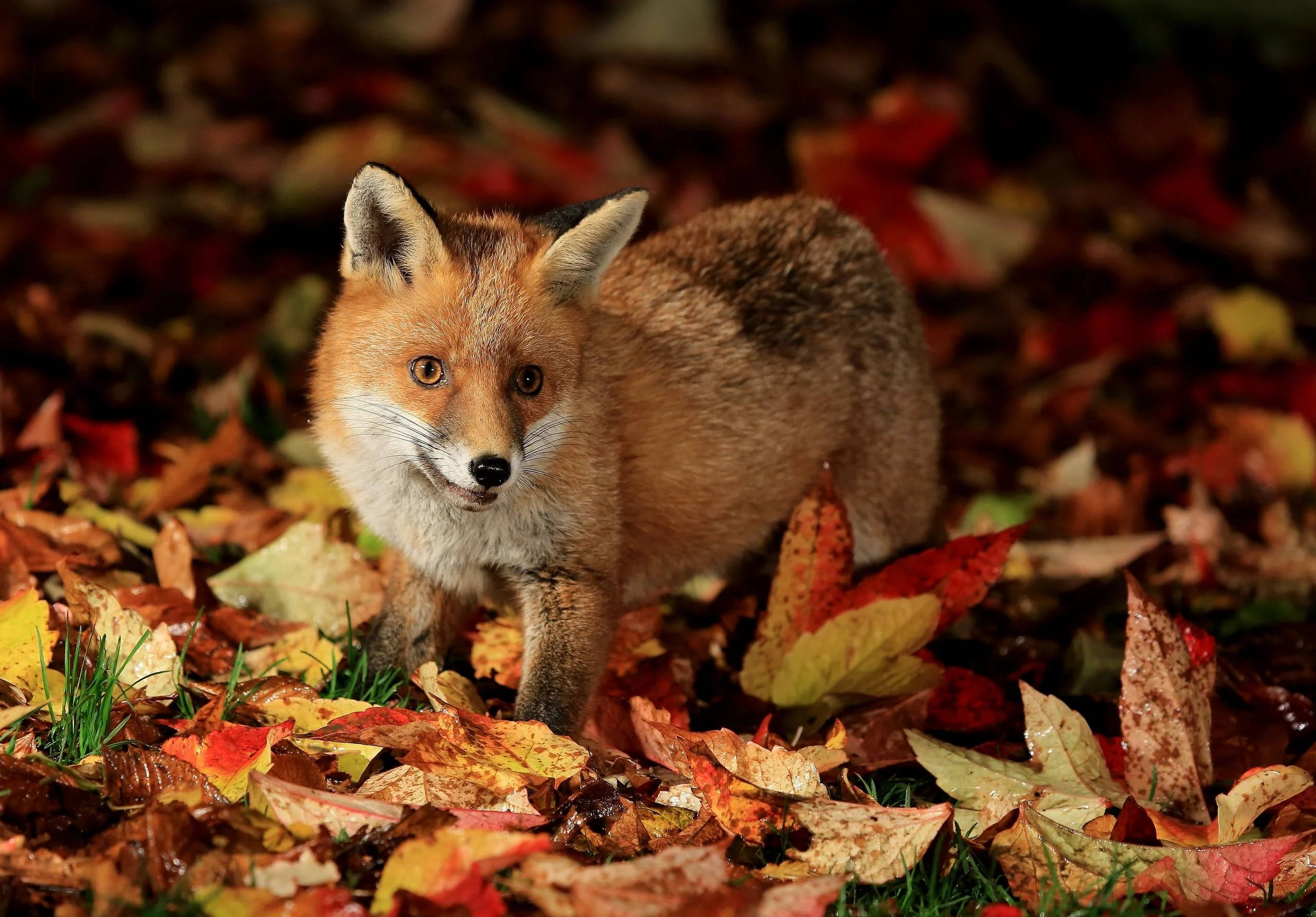 Fall Season 桌布 壁紙 — 一隻紅狐在溫暖金色陽光照耀的森林地面上，於鮮豔的秋葉間警覺地站立。