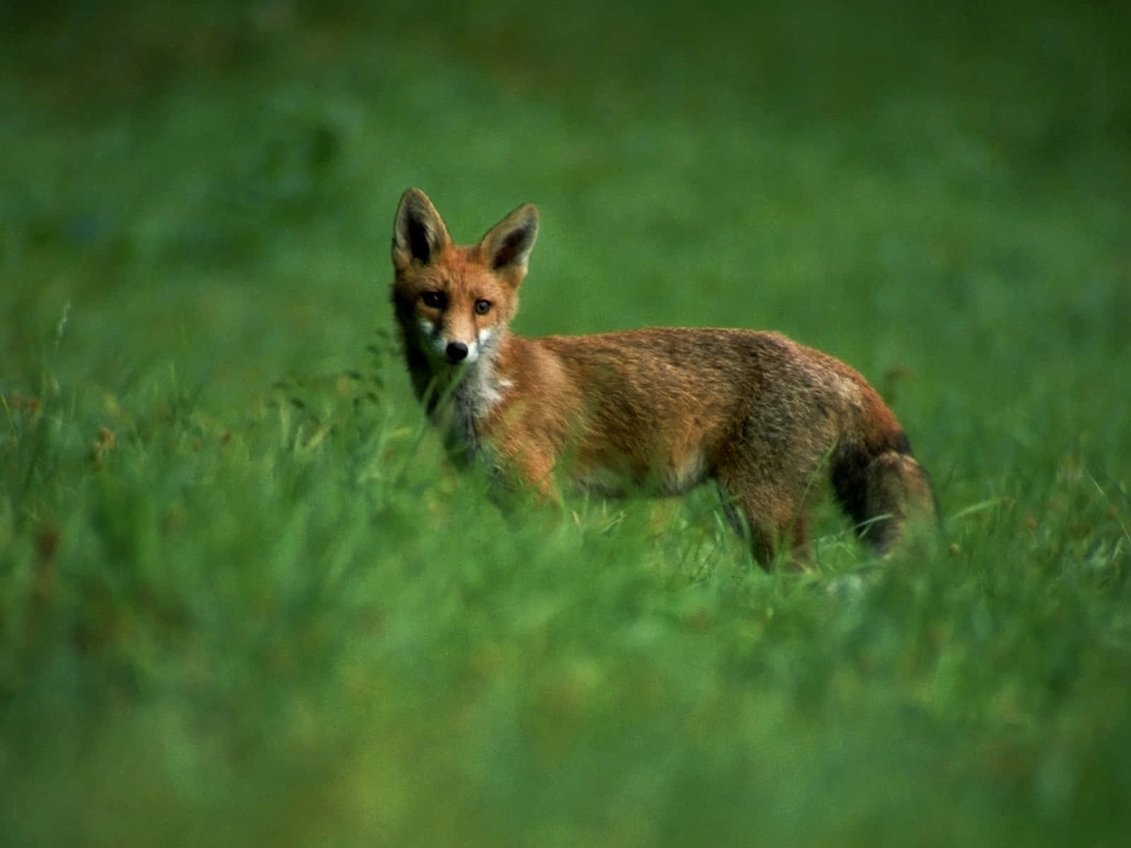 Brown Fox 桌布 壁紙 — 一隻紅狐在茂密的綠色田野中警覺地站著，周圍是柔焦的草叢。