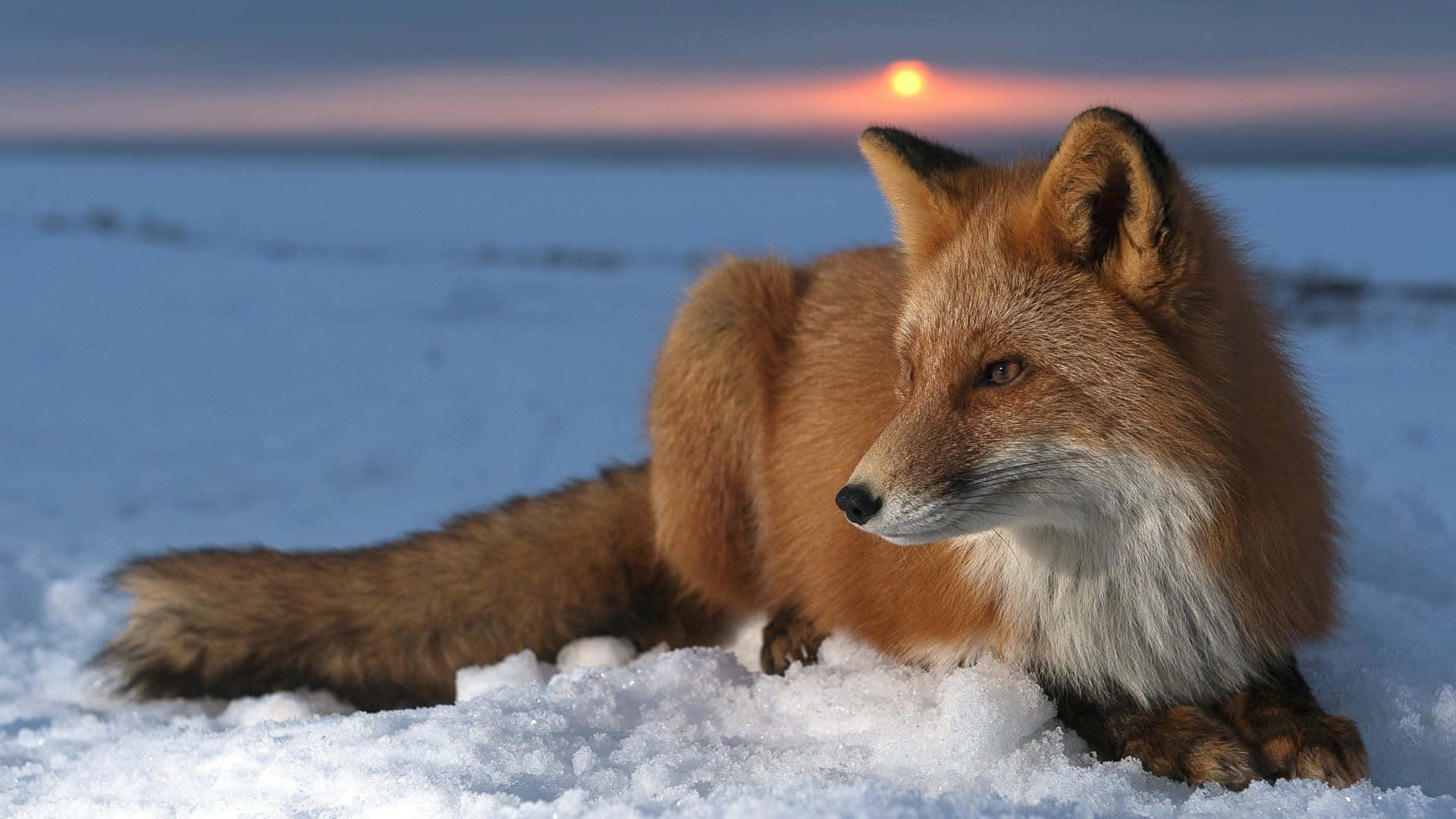 Beautiful Wildlife 桌布 壁紙 — 一隻紅狐在雪中休息，溫暖的太陽在地平線落下，投射出柔和的橙色光芒。