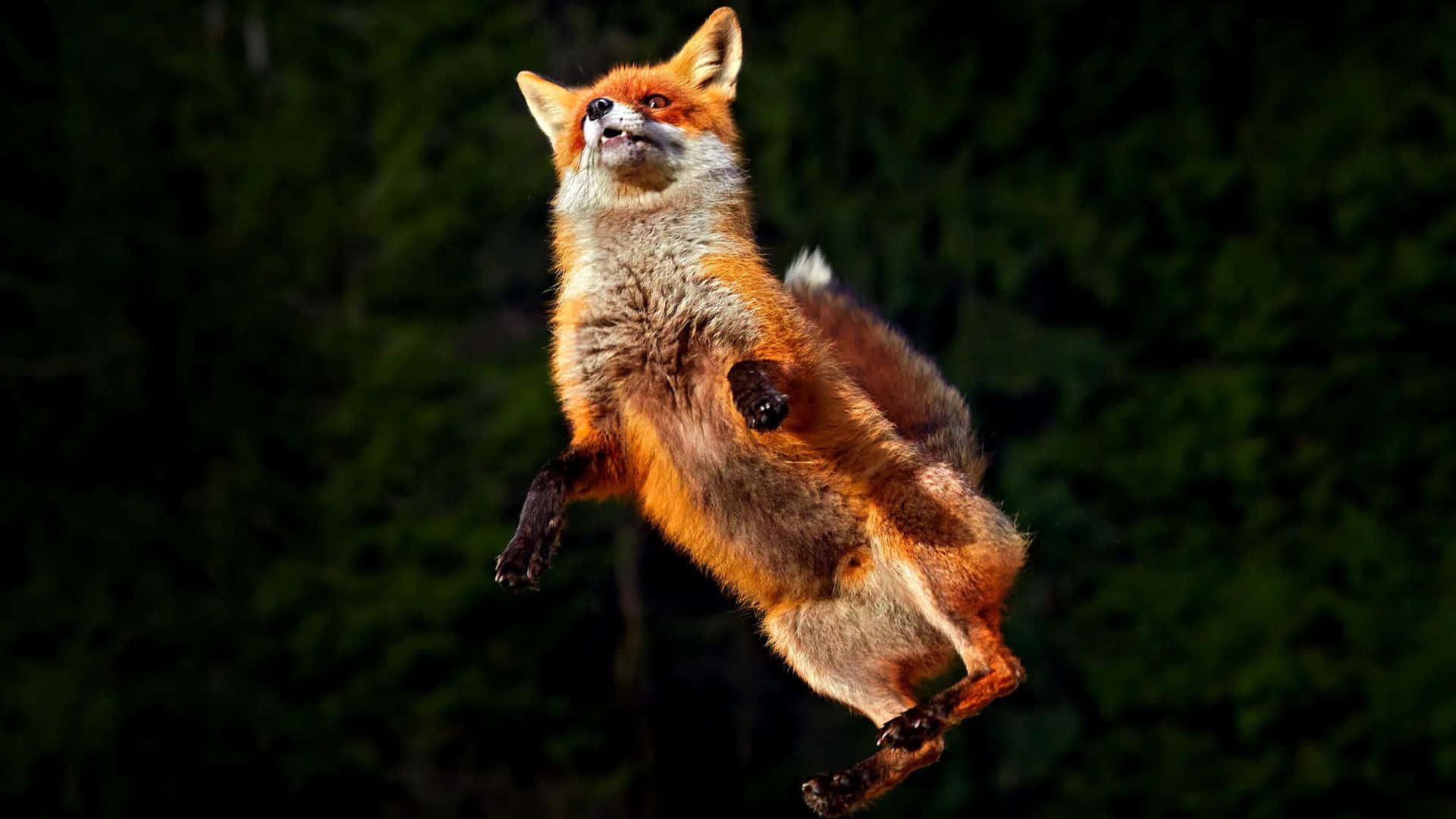 Brown Fox 桌布 壁紙 — 一隻紅狐在黑暗森林背景下騰空躍起，陽光突顯其毛皮。