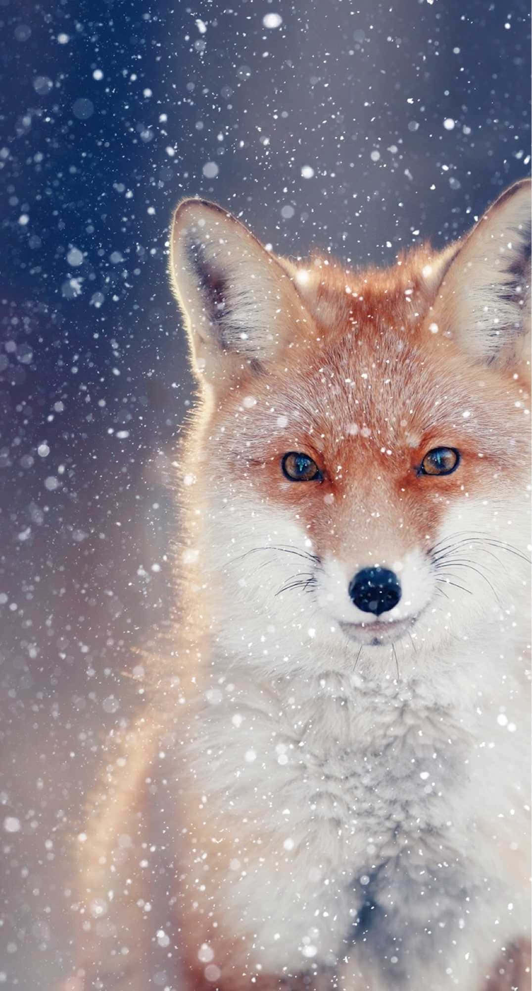 This Cool Anime Fox is Ready to Play 壁紙 — 一隻紅狐的特寫，擁有銳利的藍色眼睛，在深藍色背景下向前凝視，雪花飄落。