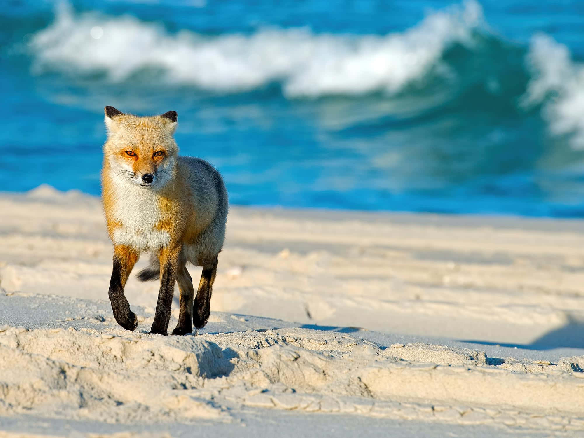 Wolf In Summer 桌布 壁紙 — 一隻紅狐自信地走在陽光照耀的沙灘上，身後是碧綠的海浪拍打。