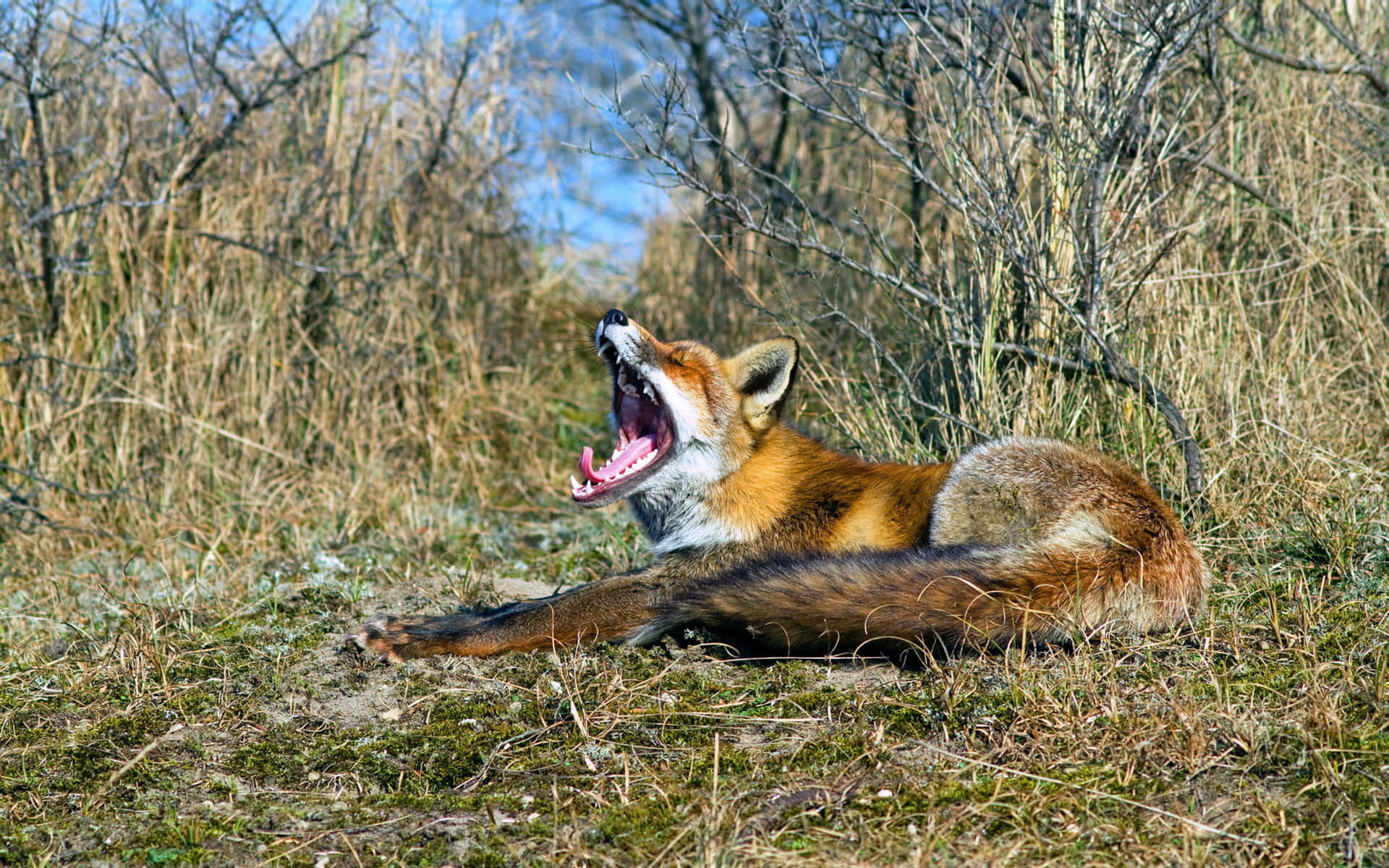 Brown Fox 桌布 壁紙 — 一隻紅狐躺在乾草中，張大嘴巴打呵欠，露出粉紅色的舌頭和鋒利的牙齒，在明亮的日光下清晰可見。