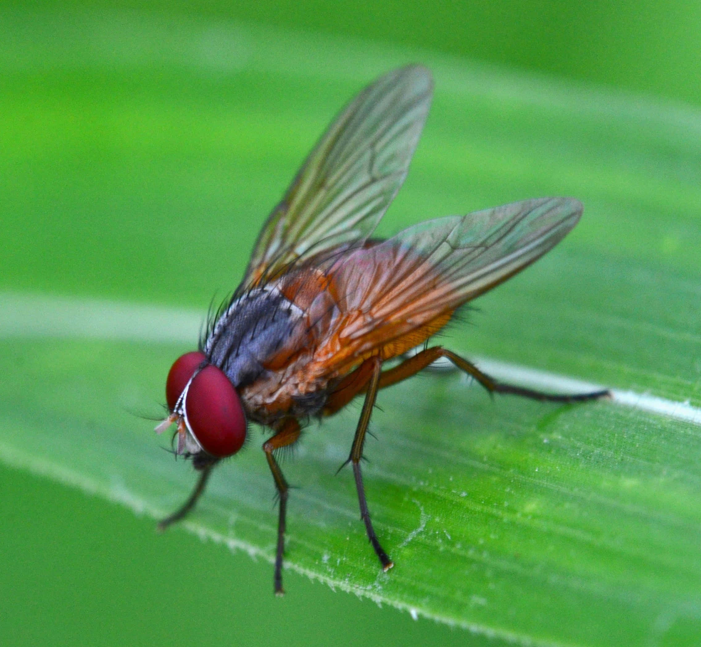 fly 桌布 壁紙 — 一隻紅眼蒼蠅棲息在鮮綠色葉子上的特寫，翅膀和毛茸茸的腿細節清晰可見。