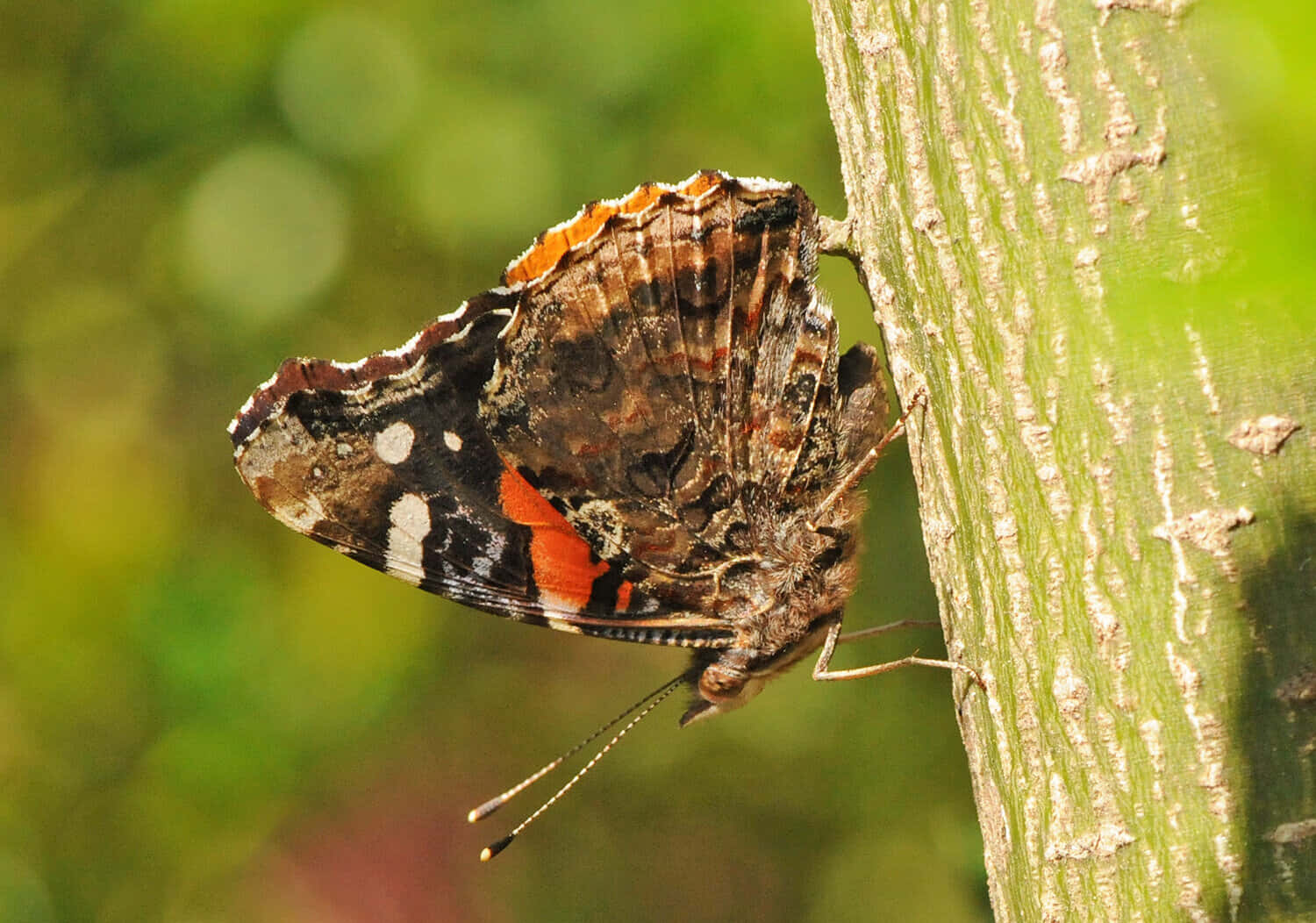 Red Admiral Butterfly 桌布 壁紙 — 一隻紅紋麗蛺蝶，翅膀呈黑色、白色和橙色，緊貼在紋理分明的綠色樹幹上，背景是柔和模糊的綠色。