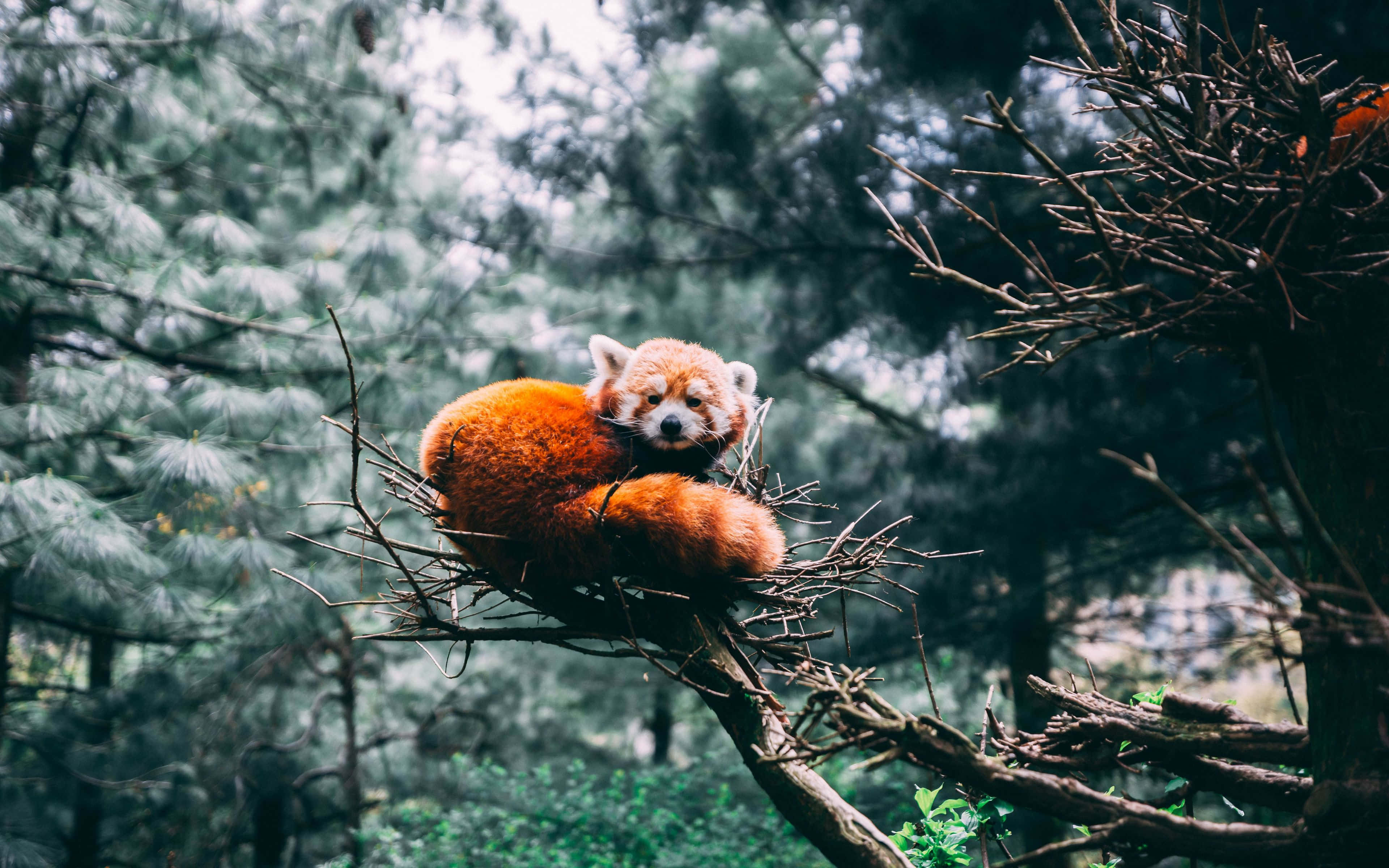 一隻紅色小熊猫坐在樹枝上 壁紙 — 一隻毛茸茸嘅小熊貓喺霧氣瀰漫嘅綠色森林中，喺松樹高處嘅樹枝巢穴裏面蜷縮起身體。