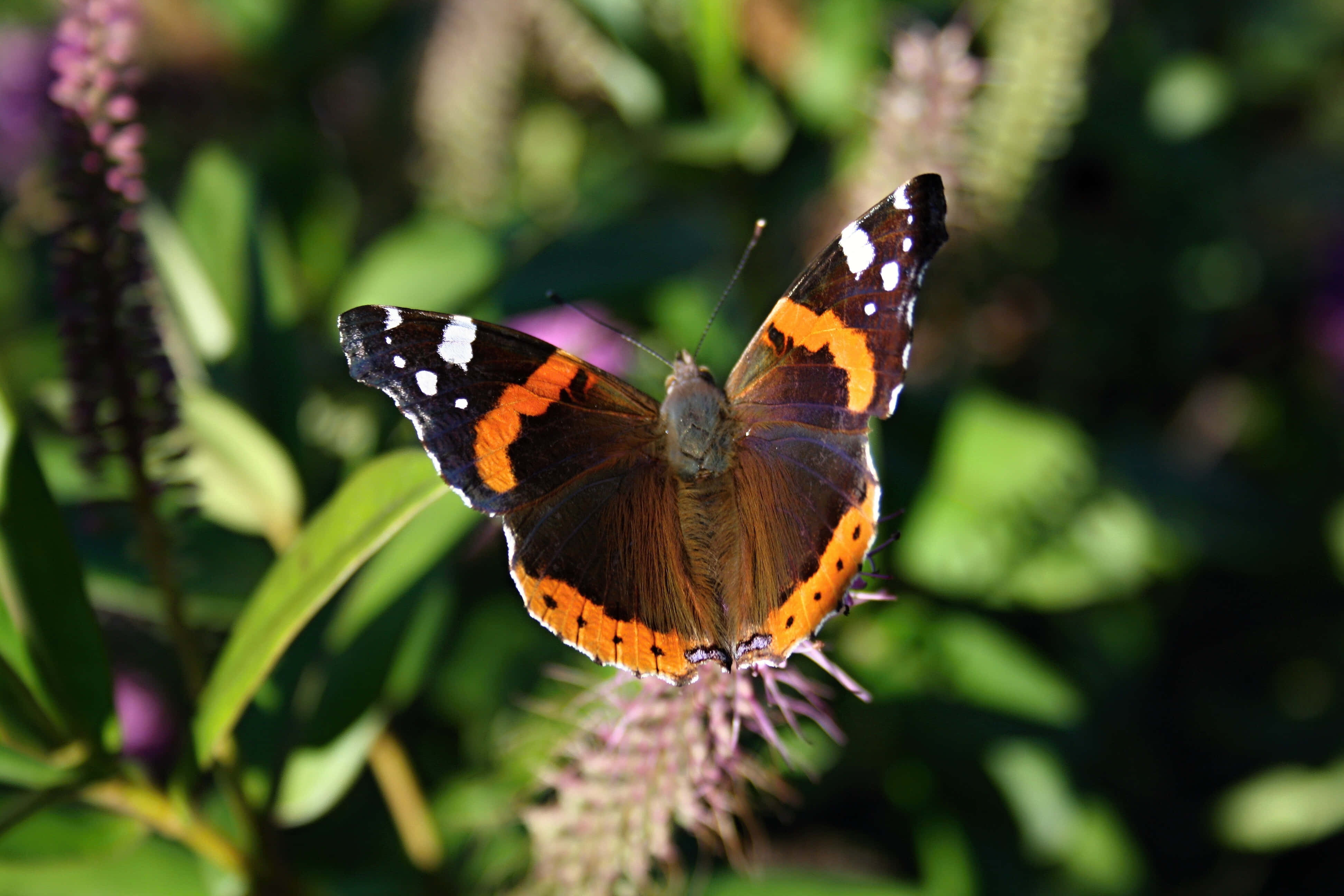 Red Admiral Butterfly 桌布 壁紙 — 一隻紅蛺蝶，帶有橙色、黑色和白色的翅膀，輕柔地停在一朵紫色花上，背景是柔和的綠色模糊效果。