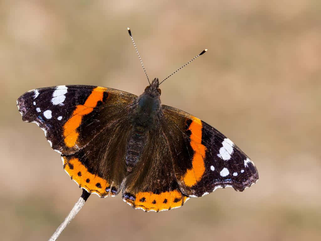Red Admiral Butterfly 桌布 壁紙 — 一隻紅蛺蝶，帶有鮮明的橙、黑、白色翅膀，輕柔地棲息在纖細的樹枝上，背景是柔和模糊的大地色調。