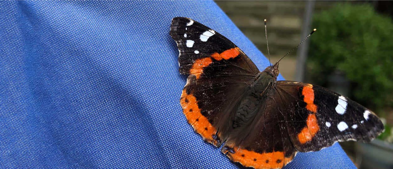 Red Admiral Butterfly 桌布 壁紙 — 一隻紅蛺蝶，黑色翅膀帶有白色斑點，輕輕停歇在帶有紋理的藍色布料表面上。