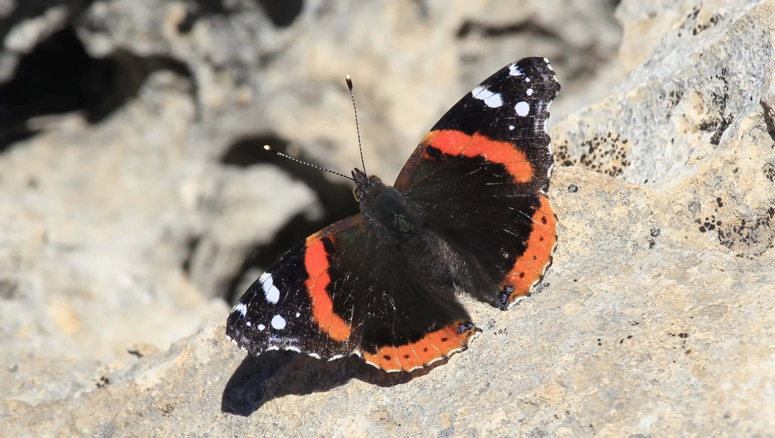 Red Admiral Butterfly 桌布 壁紙 — 一隻紅蛺蝶，黑色翅膀帶有白色斑點，停歇在陽光照耀的灰色岩石上。