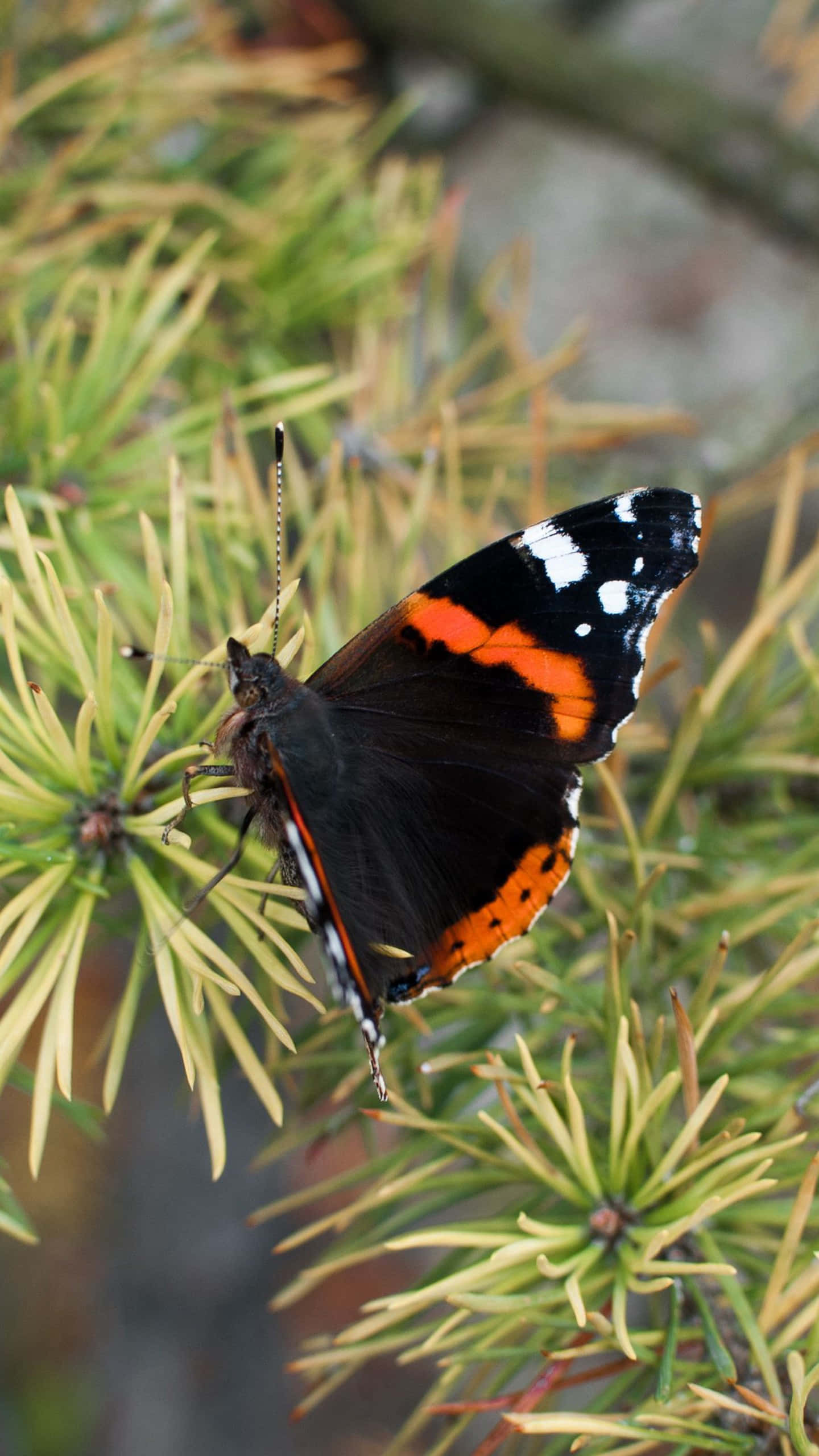 Red Admiral Butterfly 桌布 壁紙 — 一隻紅蛺蝶，黑色翅膀帶橙色斑紋，輕輕停在綠色松針上。