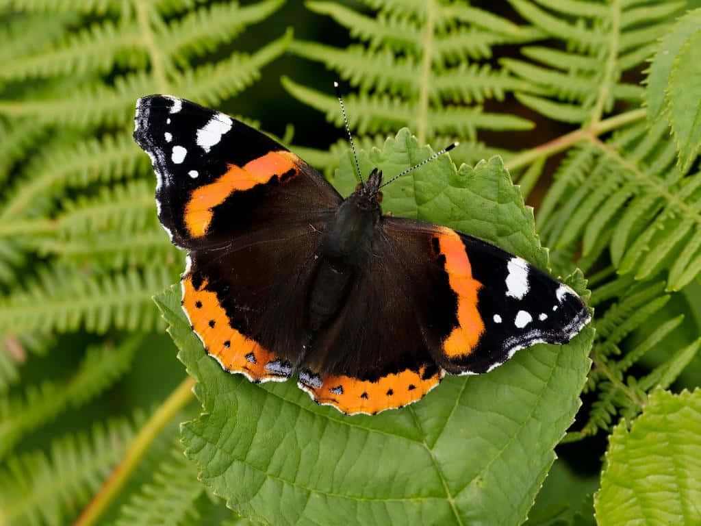Red Admiral Butterfly 桌布 壁紙 — 一隻紅蛺蝶，黑色翅膀帶橙色條紋，棲息在蕨類植物環繞的鮮綠葉片上。