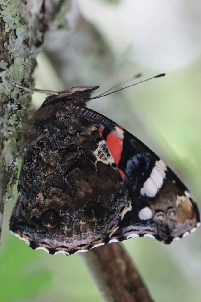 Red Admiral Butterfly 桌布 壁紙 — 一隻紅蛺蝶輕柔地停歇在長滿苔蘚的樹枝上，背景是柔和的綠色葉子。