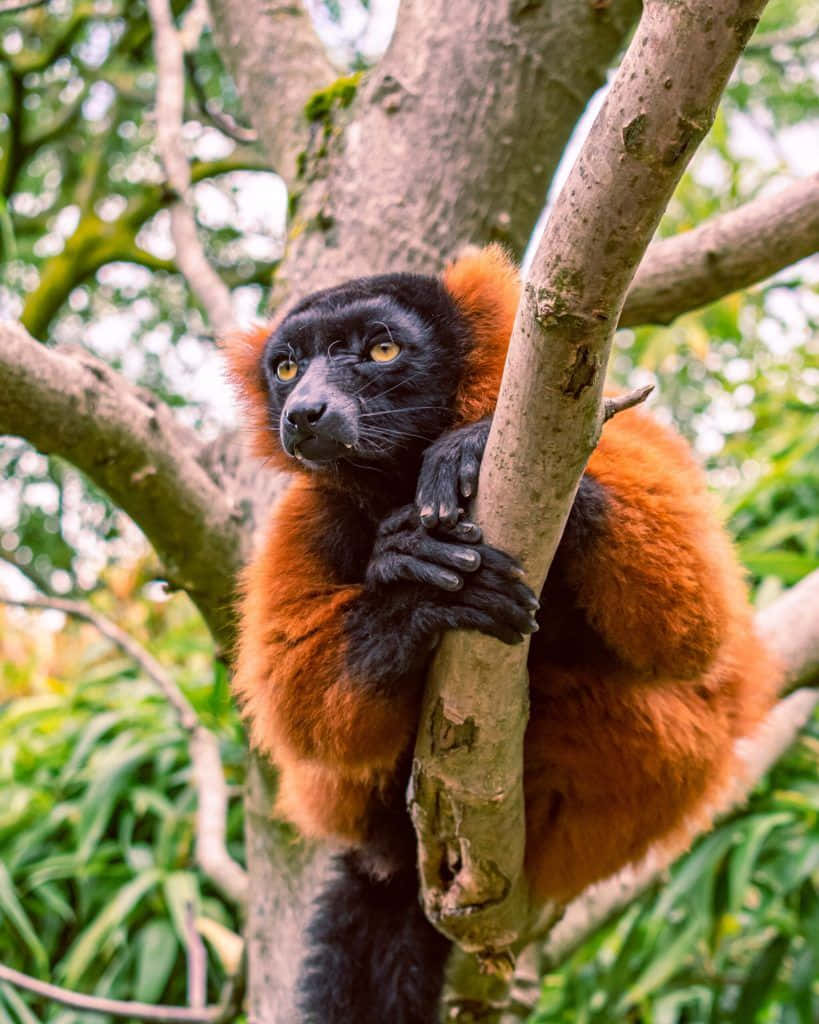 Wildlife Conservation 桌布 壁紙 — 一隻紅領狐猴，擁有引人注目的黃色眼睛，緊抓著樹枝，周圍是茂密的綠色樹葉。
