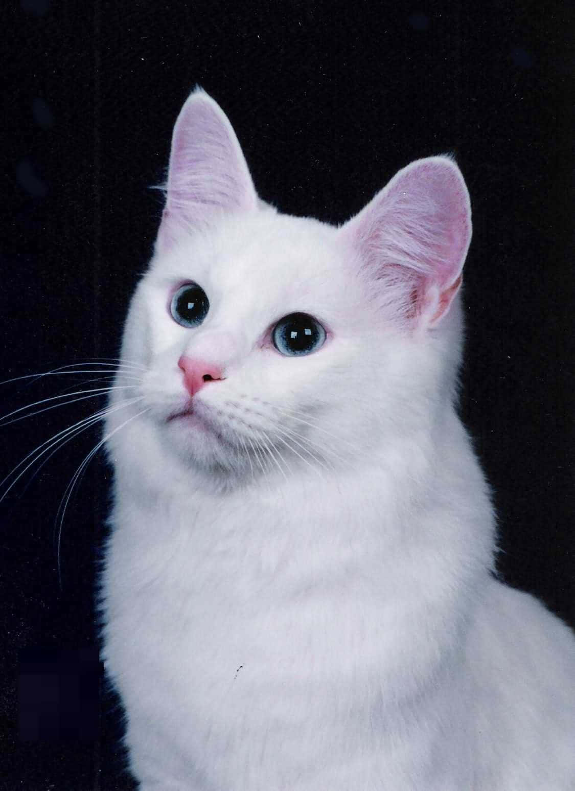 Turkish Angora 桌布 壁紙 — 一隻純潔無瑕的白貓，擁有引人注目的藍眼睛，在純黑背景下向上凝視。