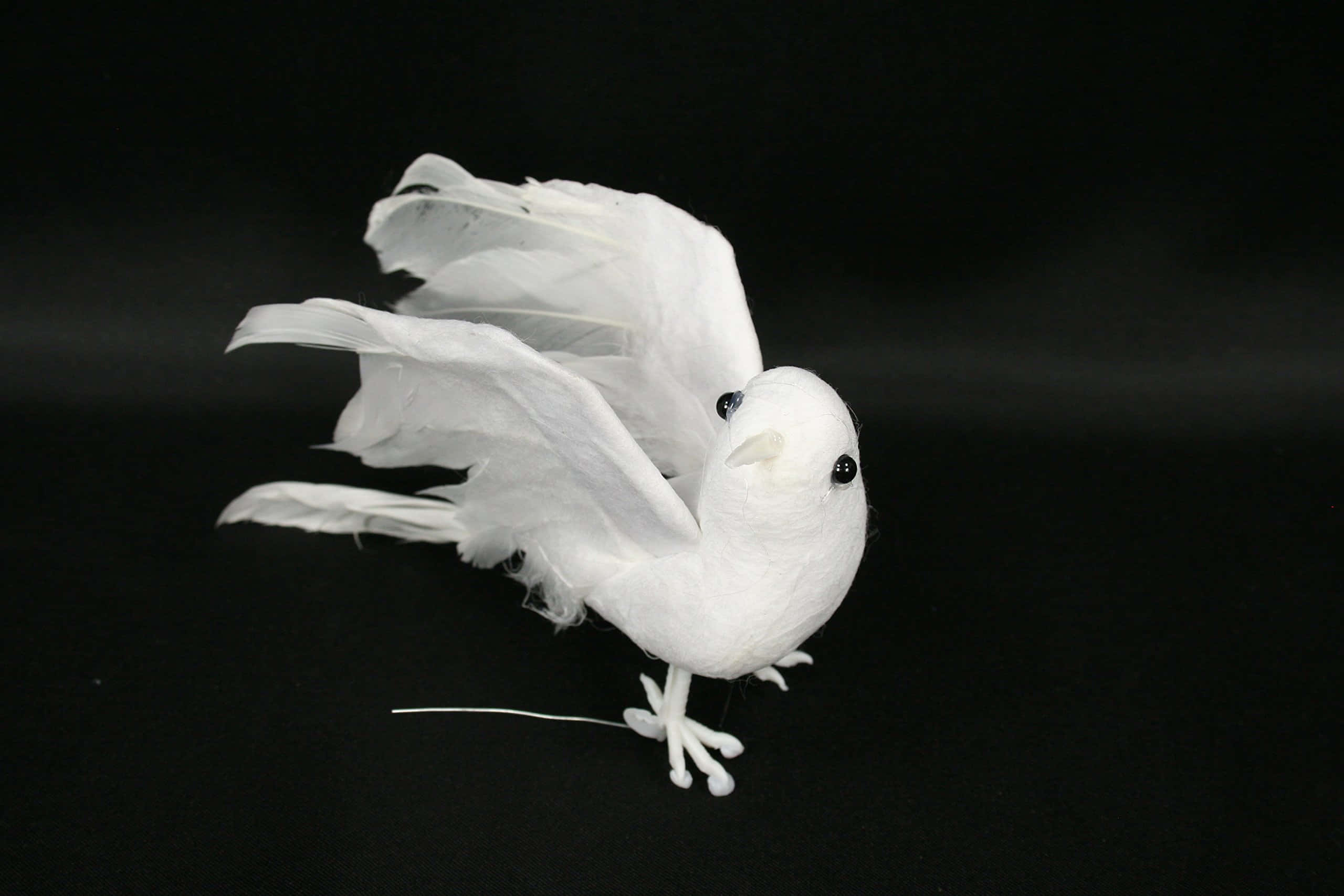 Dove Wings 桌布 壁紙 — 一隻純潔的白鳥展開翅膀，黑眼睛，在 stark 黑色背景前擺出姿勢。