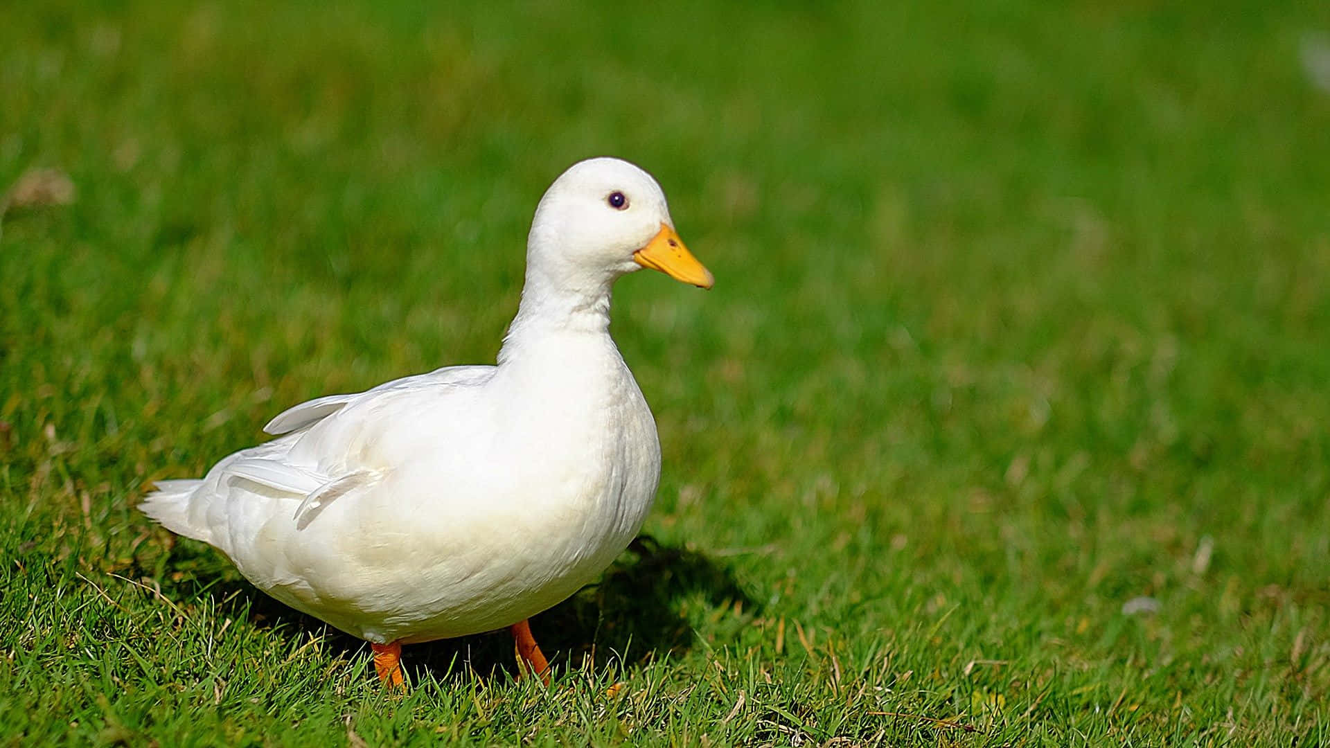 Cute Duck 桌布 壁紙 — 一隻純潔的白鴨，有著鮮亮的橙色喙和腳，在晴朗的日光下警覺地站在充滿活力的綠草上。