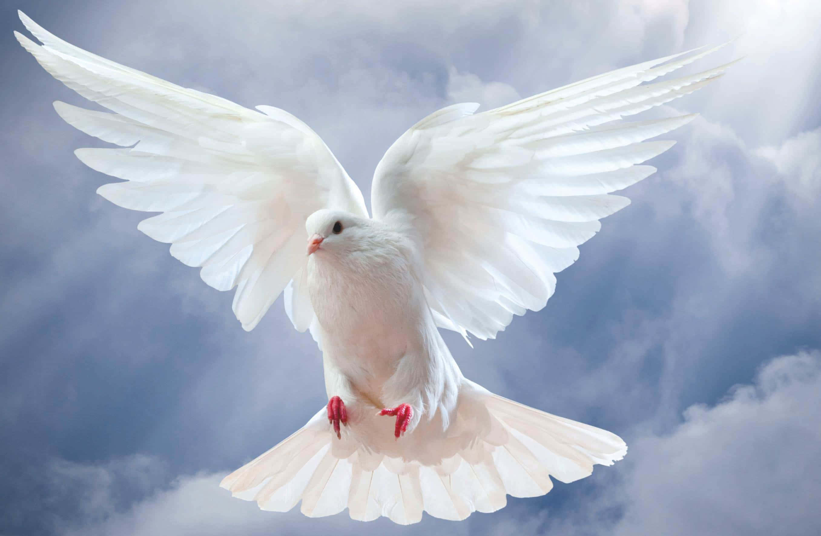 Dove Wings 桌布 壁紙 — 一隻純潔的白鴿在柔和的藍色多雲天空中優雅地展翅翱翔。