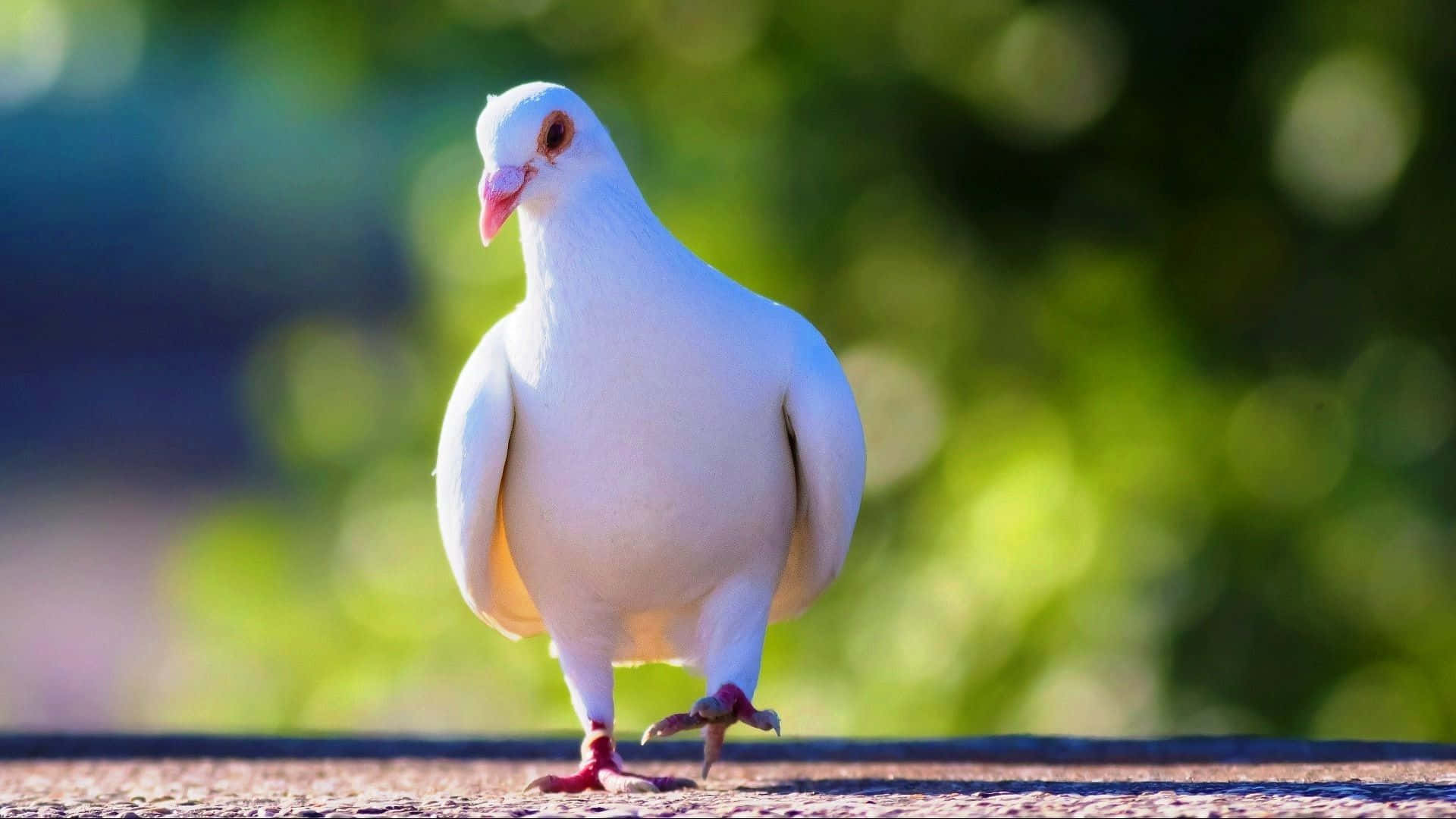 pigeon 桌布 壁紙 — 一隻純潔的白鴿在陽光普照的路面上警覺地站立，背景是充滿活力的綠色散景。