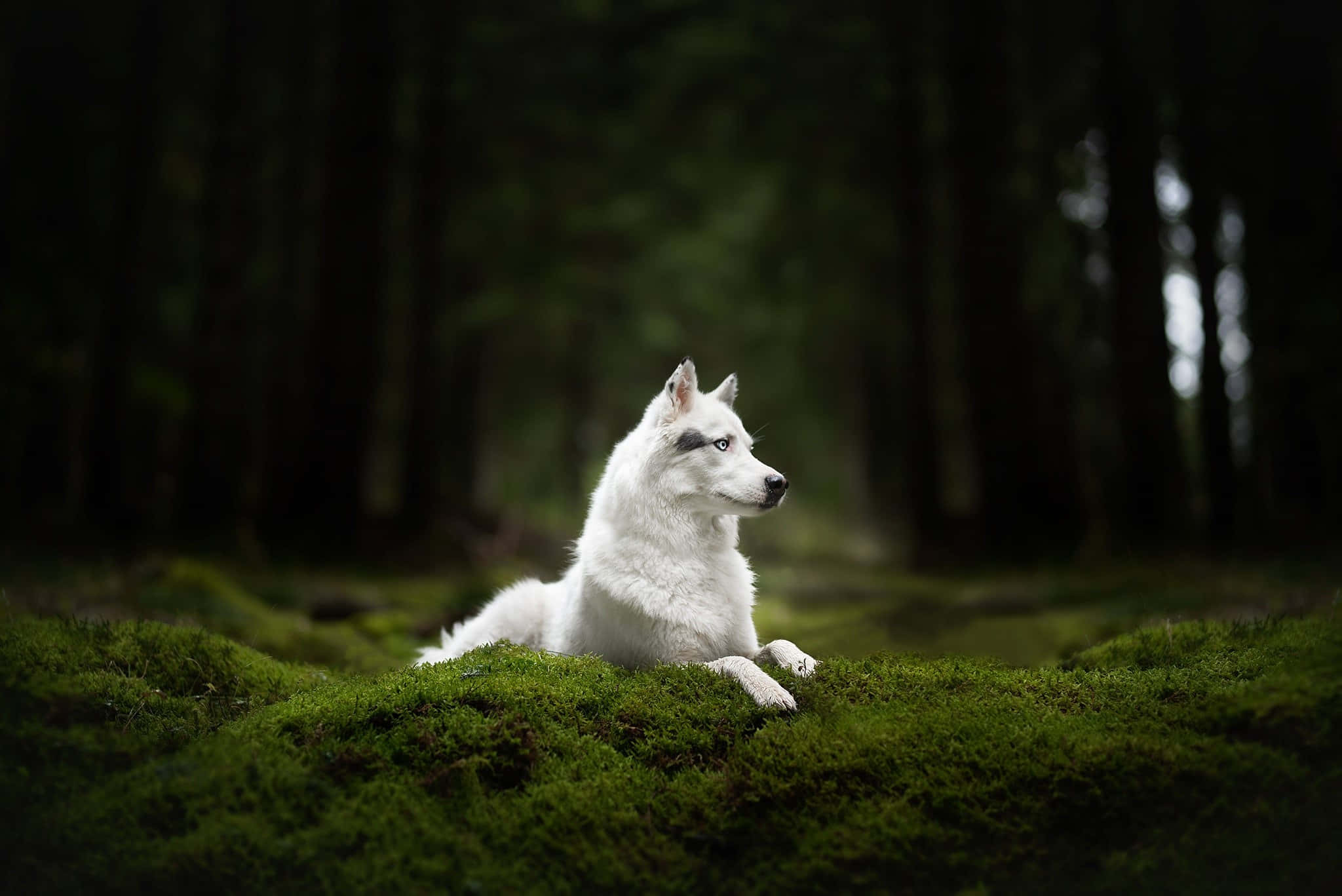 Wolf In Forest 桌布 壁紙 — 一隻純白的哈士奇，有著引人注目的藍色眼睛，警覺地躺在陰暗森林中充滿活力的綠色苔蘚上。