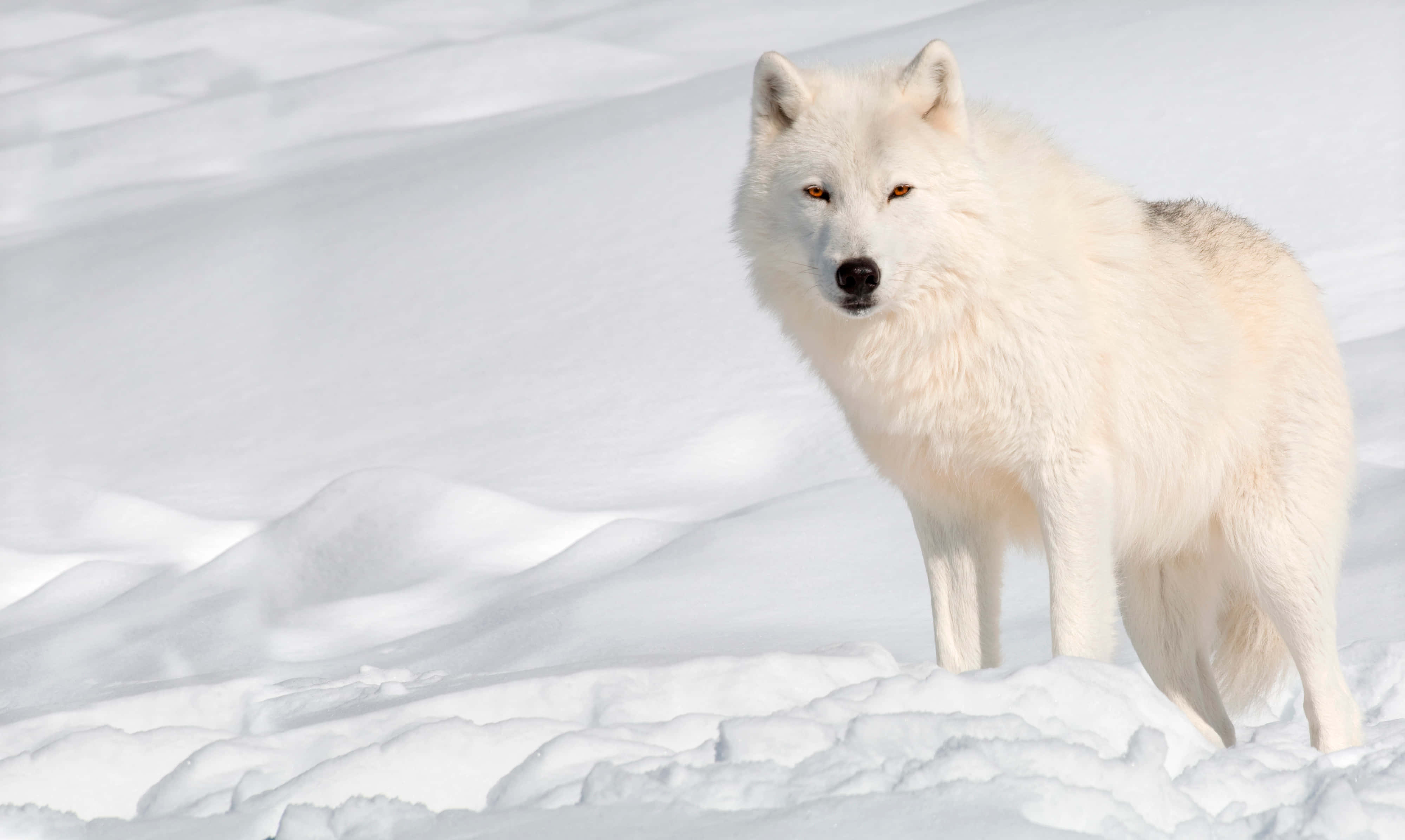 Arctic Wolf 桌布 壁紙 — 一隻純白的狼在陽光照耀的雪地上警覺地站立，柔和的陰影投射在起伏的雪堆上。