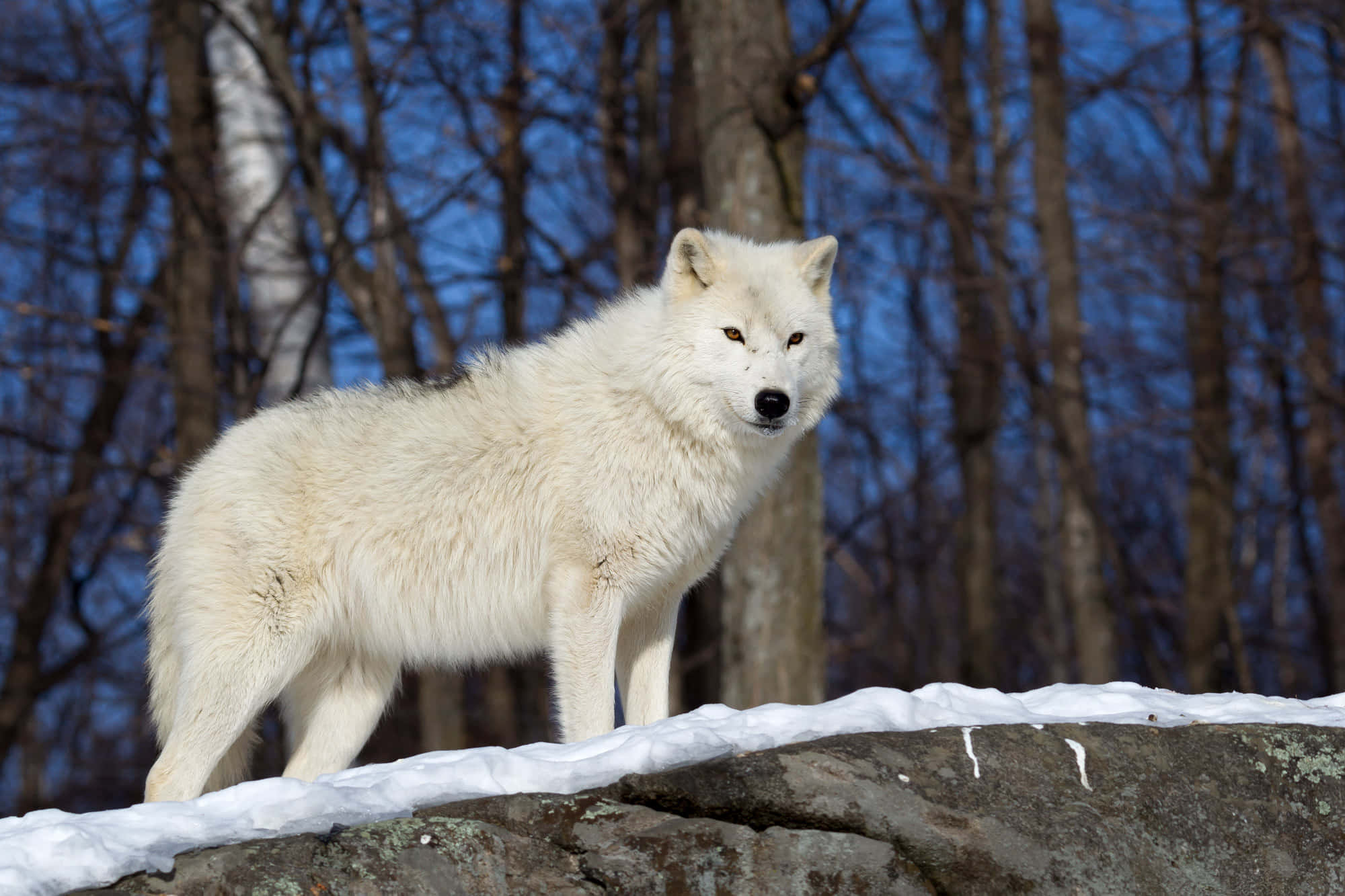 Wolf In Winter 桌布 壁紙 — 一隻純白的狼警覺地站在灑滿雪花的岩石上，背景是光禿禿的樹木和清澈的藍天。
