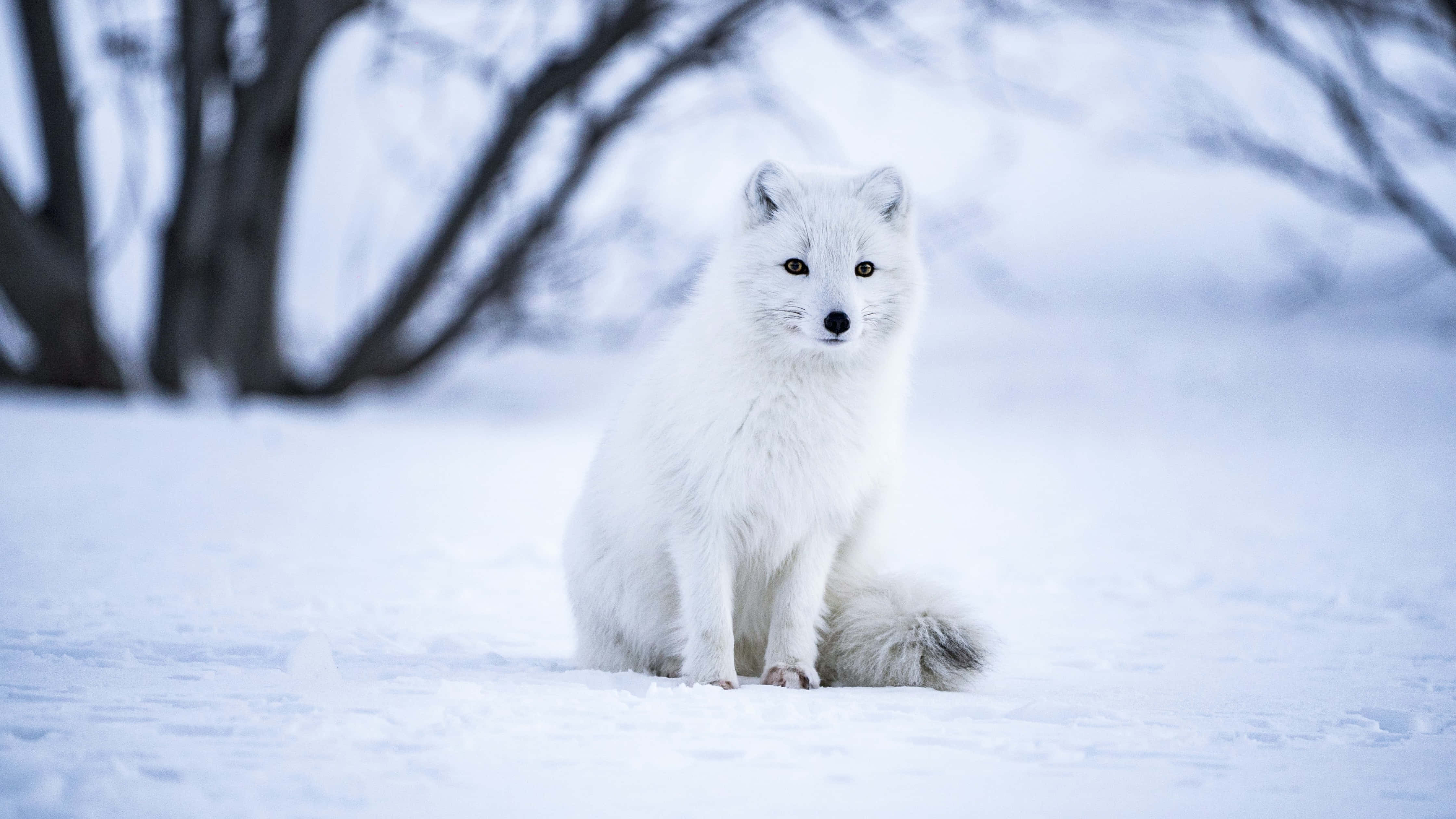 Arctic Wolf 桌布 壁紙 — 一隻純白色的北極狐警覺地坐在雪白的冬季景觀中，背景是柔焦的裸樹。