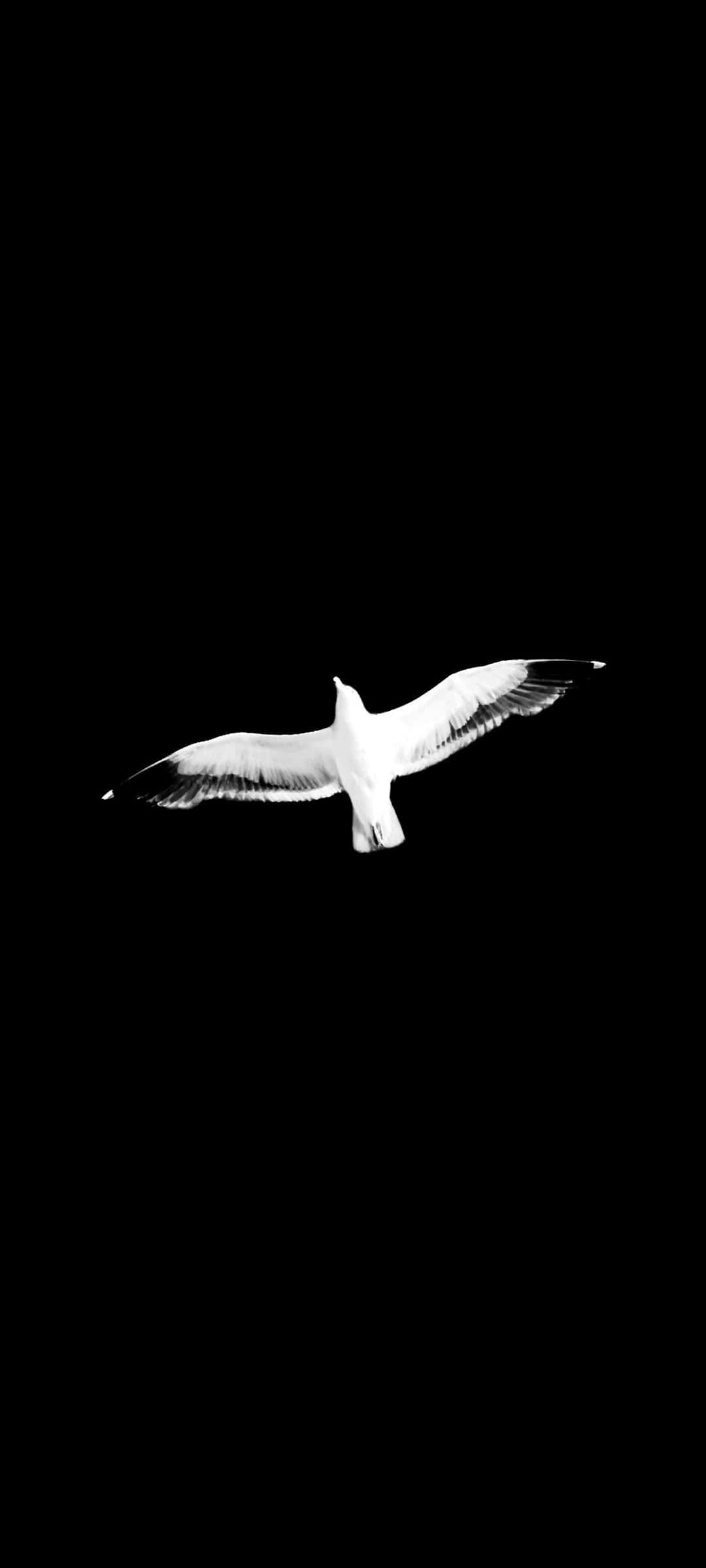 Minimalist Monochrome 桌布 壁紙 — 一隻純白色的海鷗在純黑色的虛空中展翅翱翔。