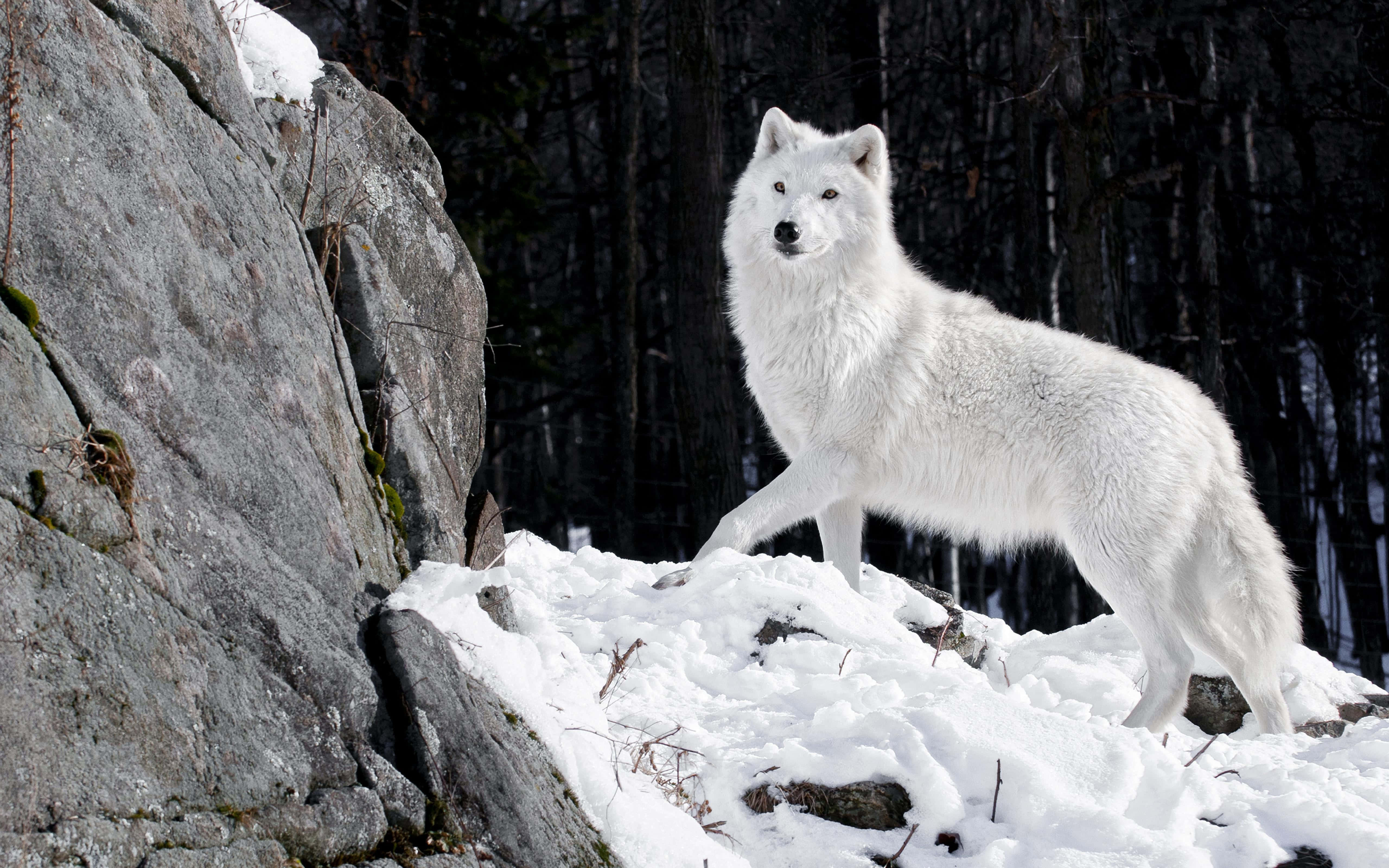 Wolf In Forest 桌布 壁紙 — 一隻純白色的狼在冬季的黑暗森林旁邊，警覺地站在積雪岩石上。