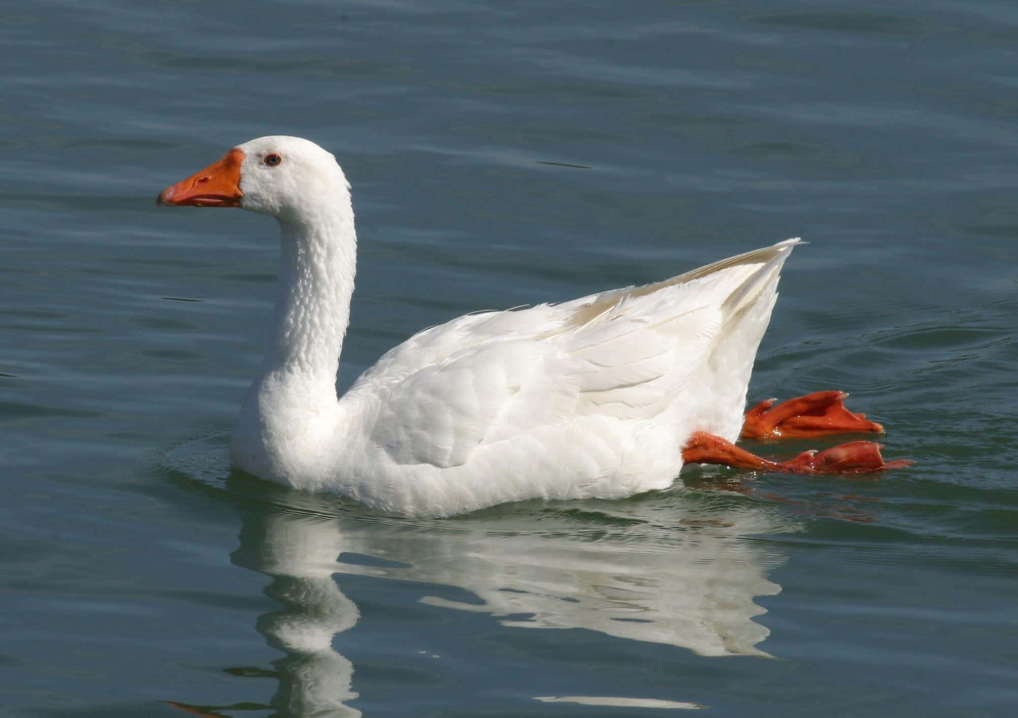 Goose 桌布 壁紙 — 一隻純白色的鵝，有著橙色的喙和腳，平靜地在漣漪的藍色水面上滑行。