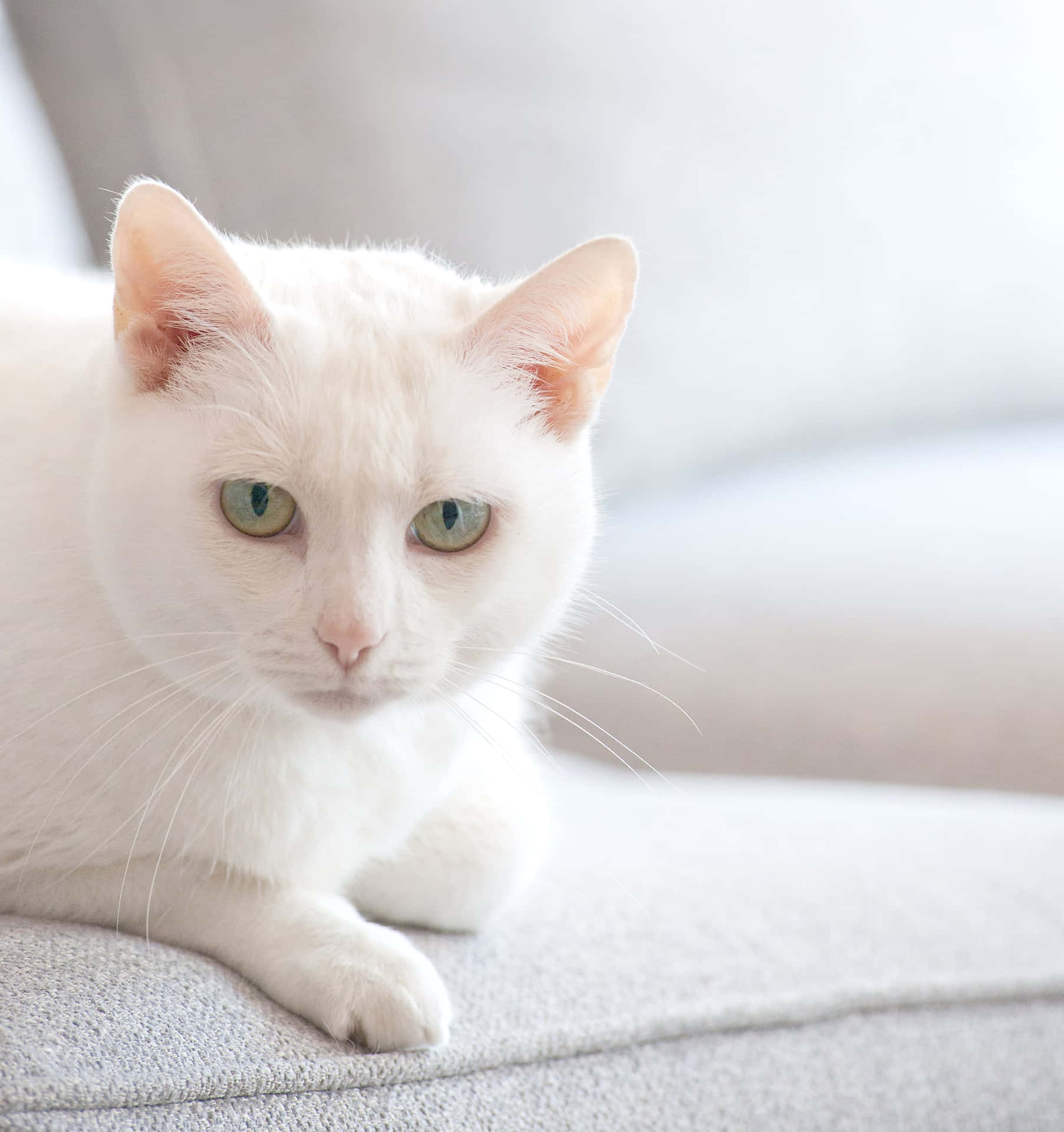 Beautiful Cats 桌布 壁紙 — 一隻純白貓咪，擁有引人注目的綠色眼睛，在柔軟的灰色沙發上平靜地休息，沐浴在柔和的日光中。