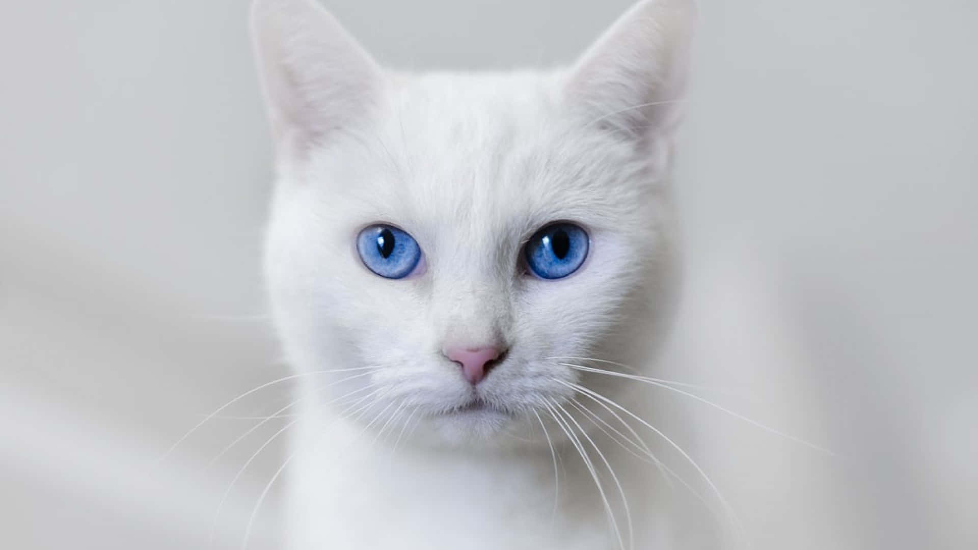 Ojos Azules Cat 桌布 壁紙 — 一隻純白貓咪的近距離特寫，擁有銳利的藍色眼睛，直視鏡頭，背景柔和模糊。