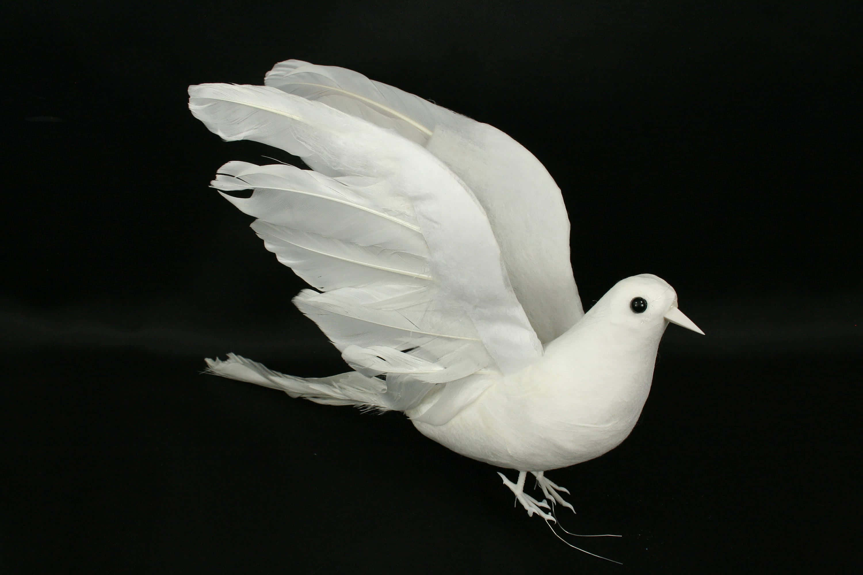 Dove Wings 桌布 壁紙 — 一隻純白鴿子展開翅膀，在純黑背景上優雅翱翔。