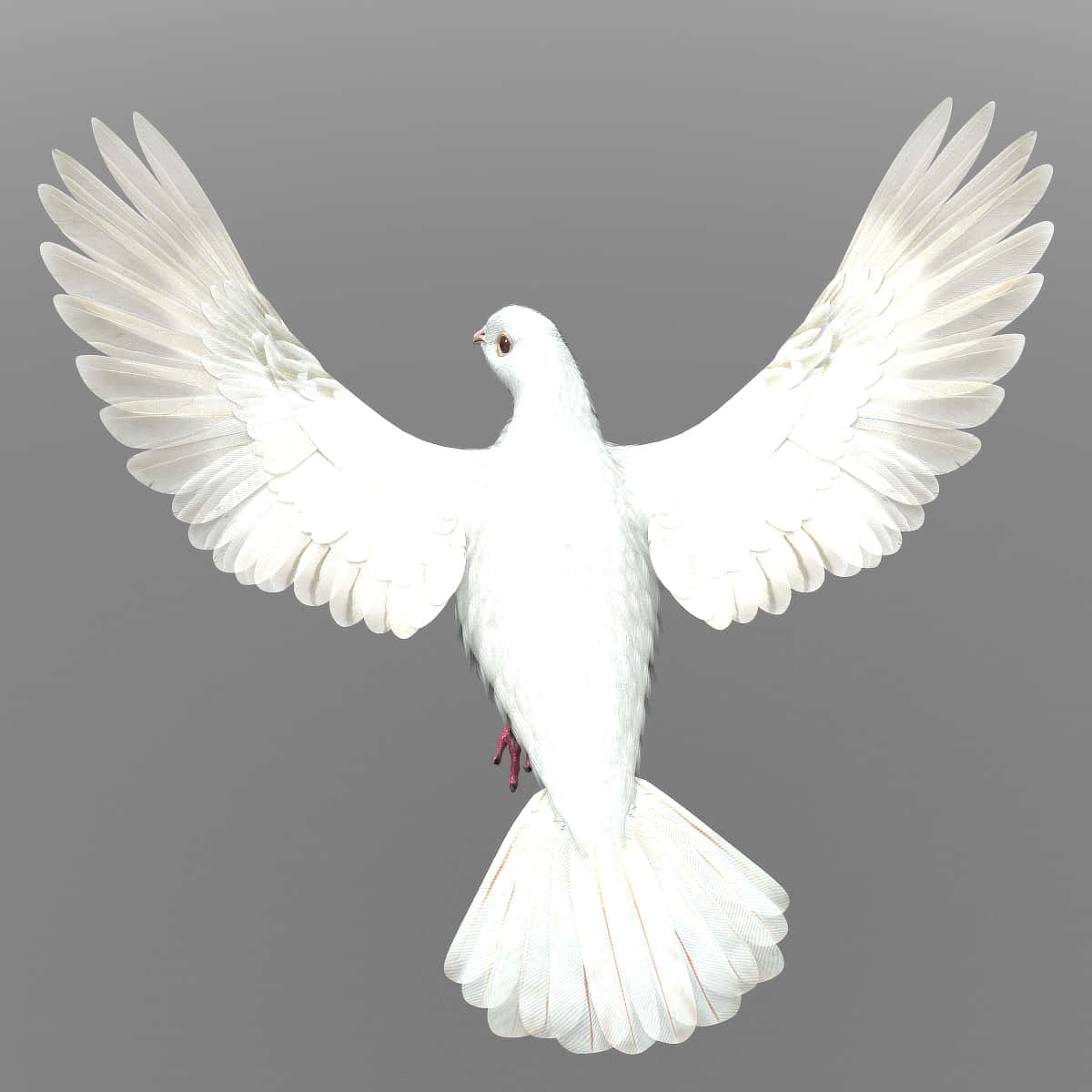Dove Wings 桌布 壁紙 — 一隻純白鴿子展開雙翅，在灰色背景前優雅翱翔。