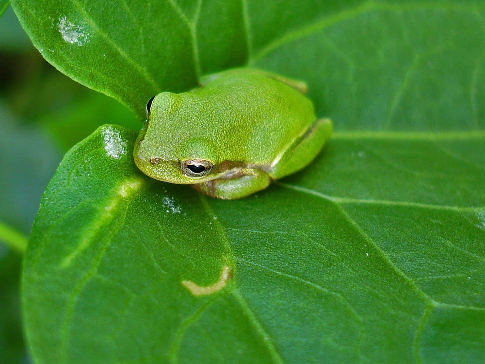 Cute Frog 桌布 壁紙 — 一隻細小亮綠色嘅樹蛙喺一塊有明顯葉脈同露珠嘅大塊光滑葉上平靜咁休息。