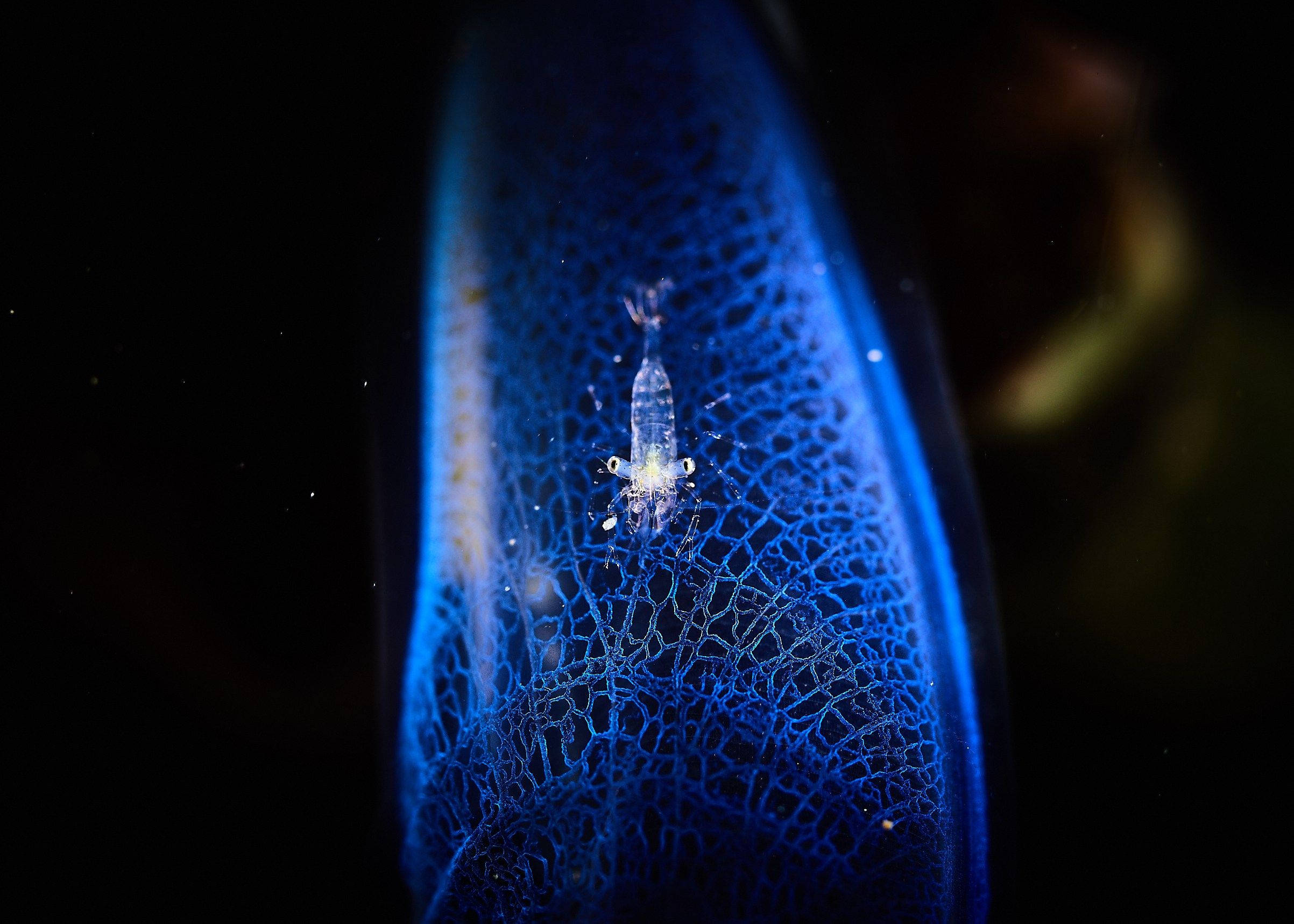 plankton 桌布 壁紙 — 一隻細小半透明嘅蝦仔依附喺深海藍色發光、類似蜘蛛網結構嘅水母上面，背景係黑色虛空。