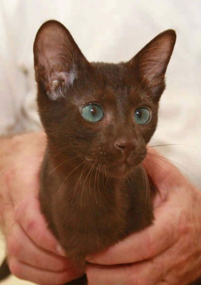 Havana Brown Cat 桌布 壁紙 — 一隻細小嘅啡色小貓，有對搶眼嘅藍色眼睛，喺柔軟嘅白色背景前，被人輕輕噉捧喺手中。